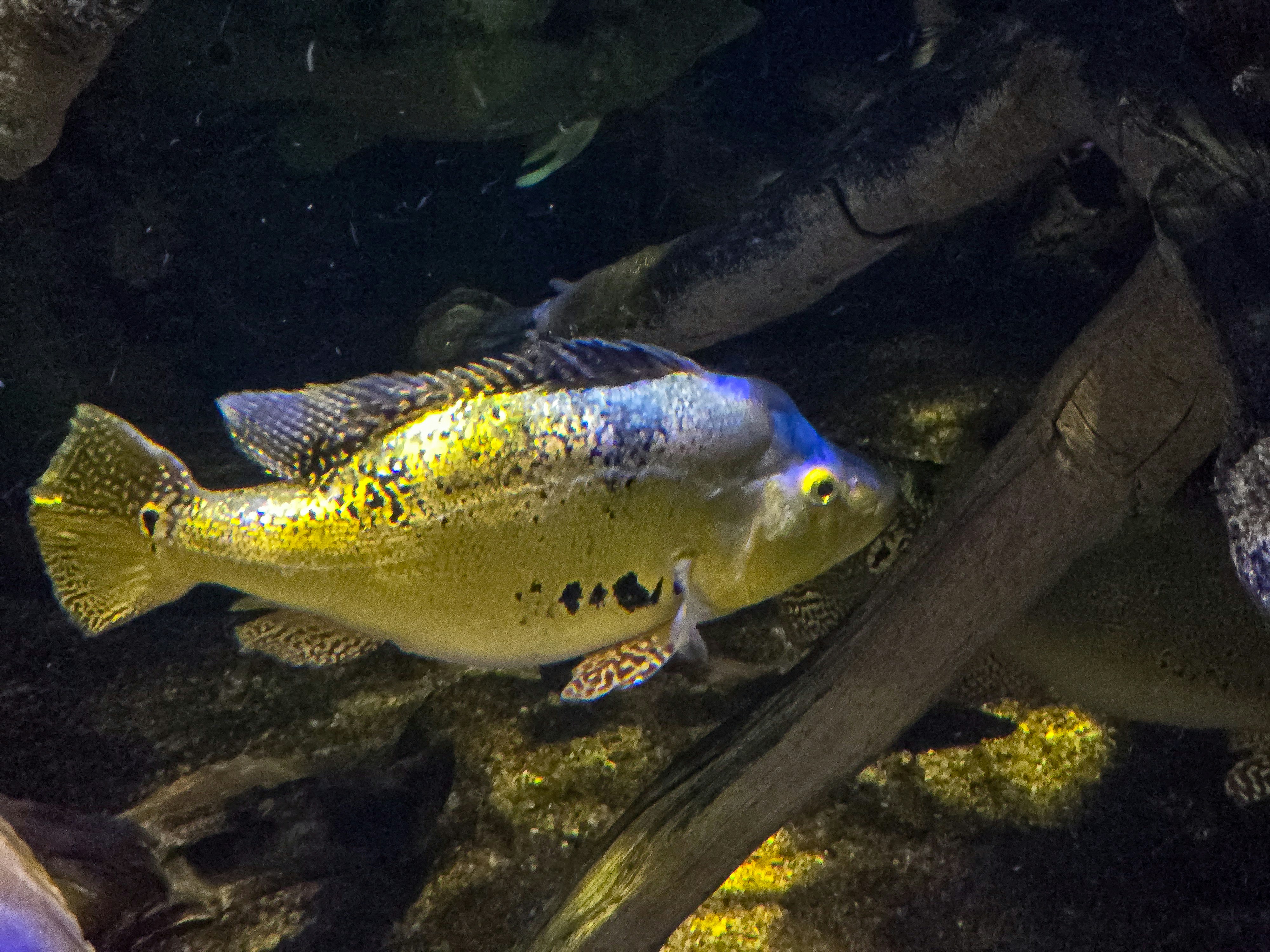 Ein farbenfroher Pfauenbarsch schwimmt in der Nähe von Treibholz.