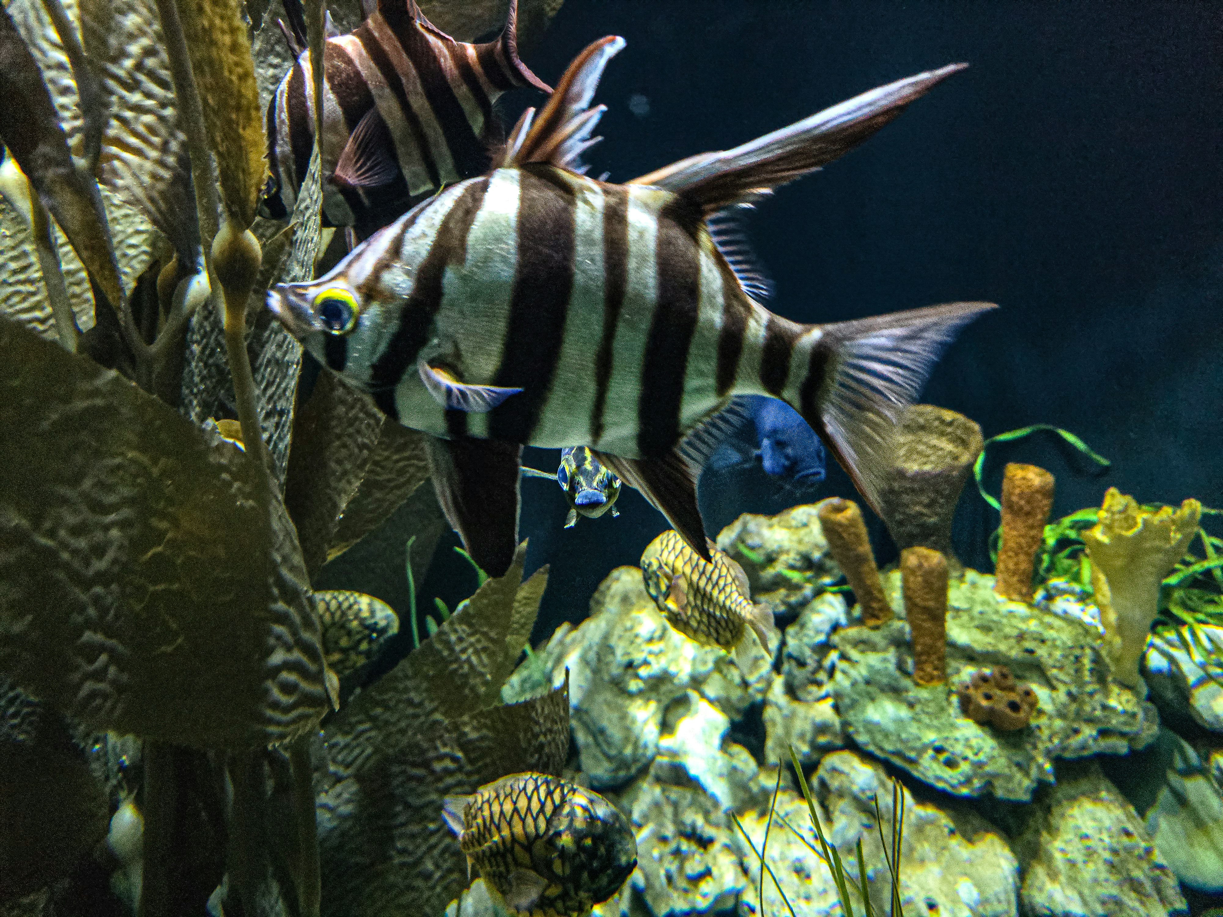 Streifenfische schwimmen zwischen Tang und Korallen.