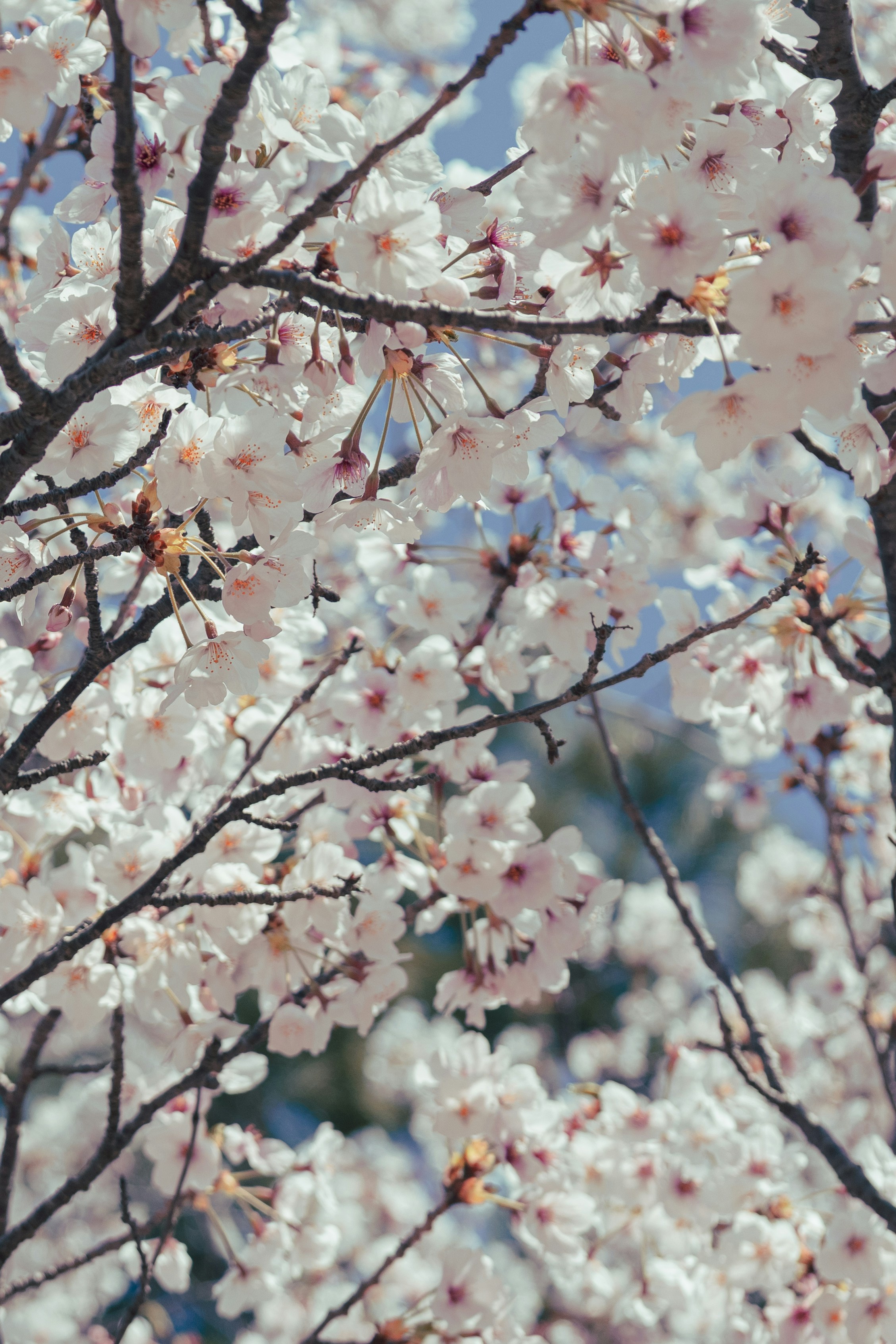Photo by cuitt