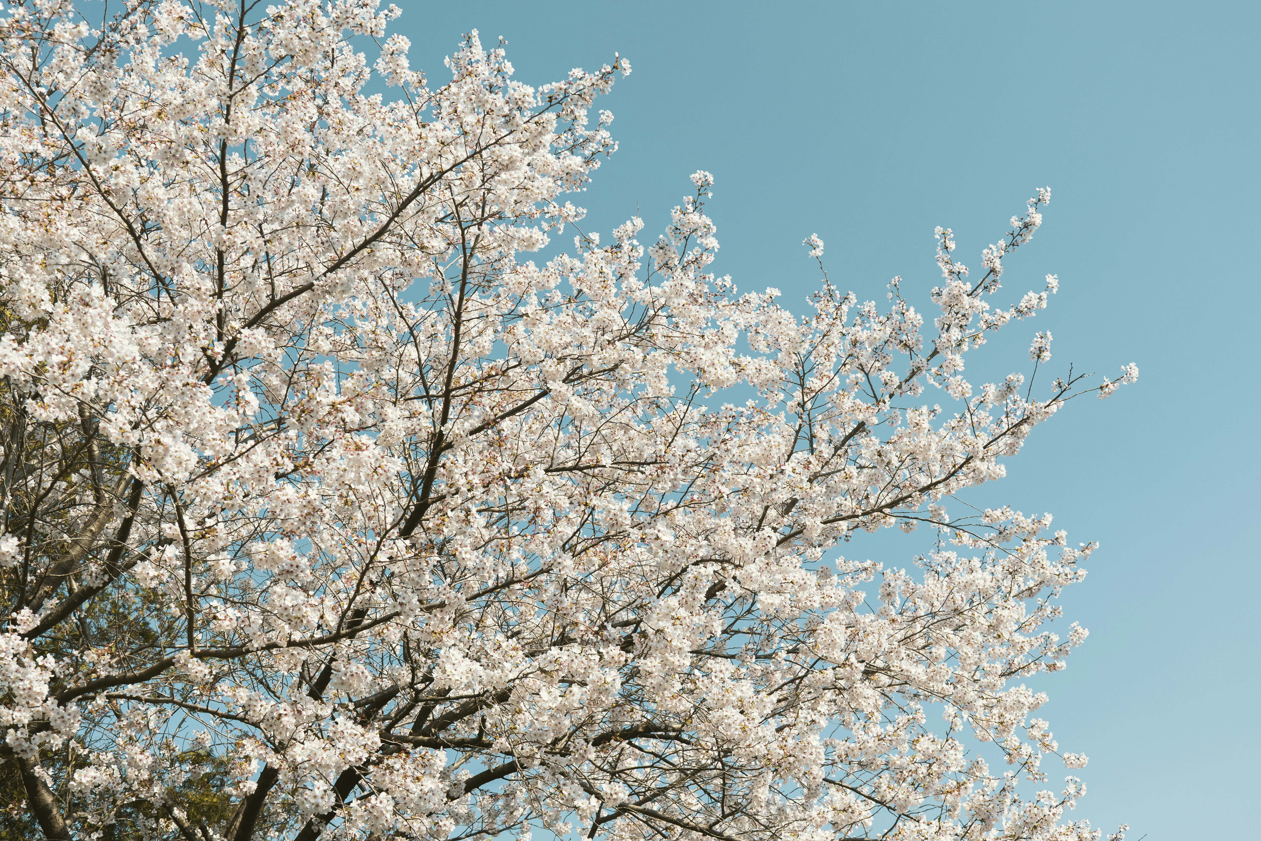 Photo by cuitt