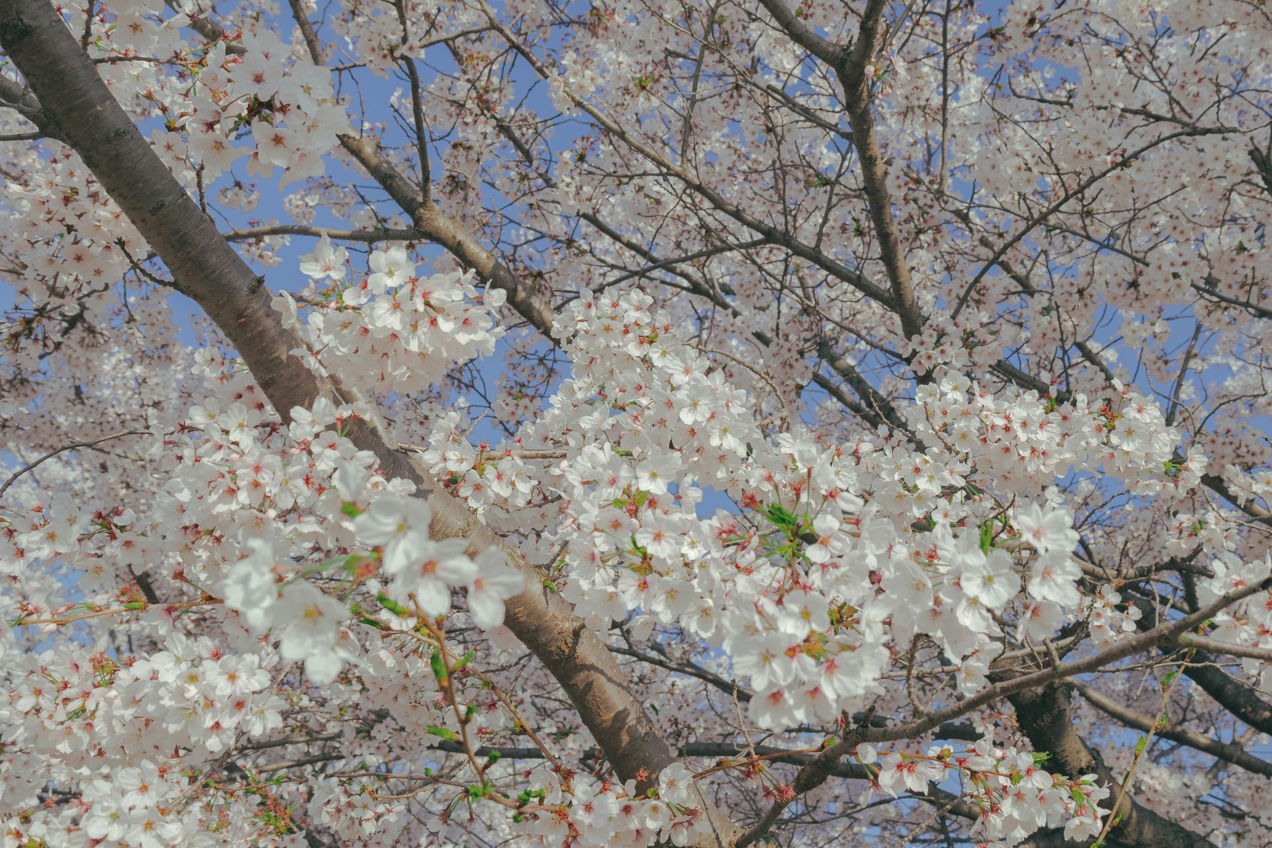 Photo by cuitt