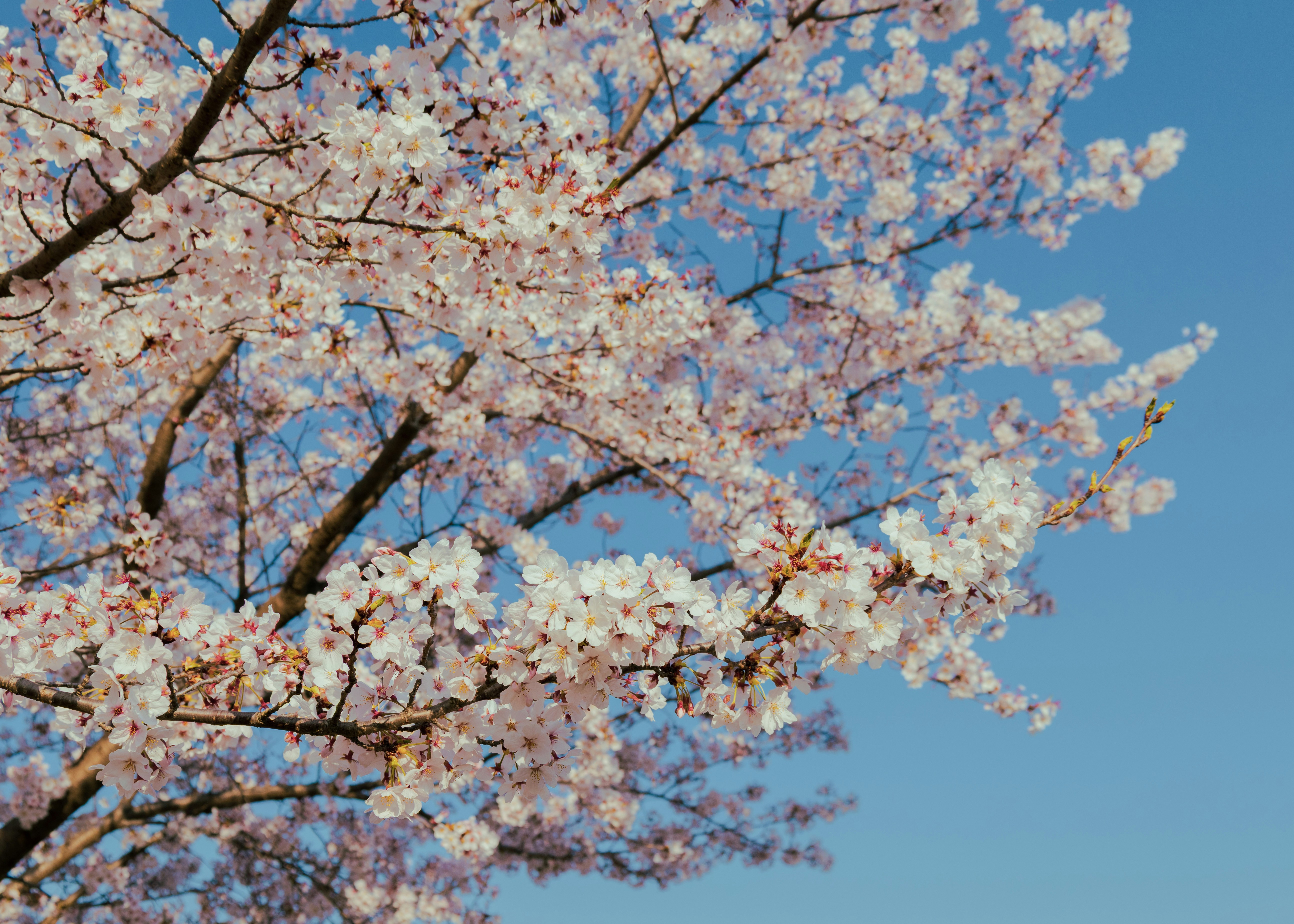 Photo by cuitt