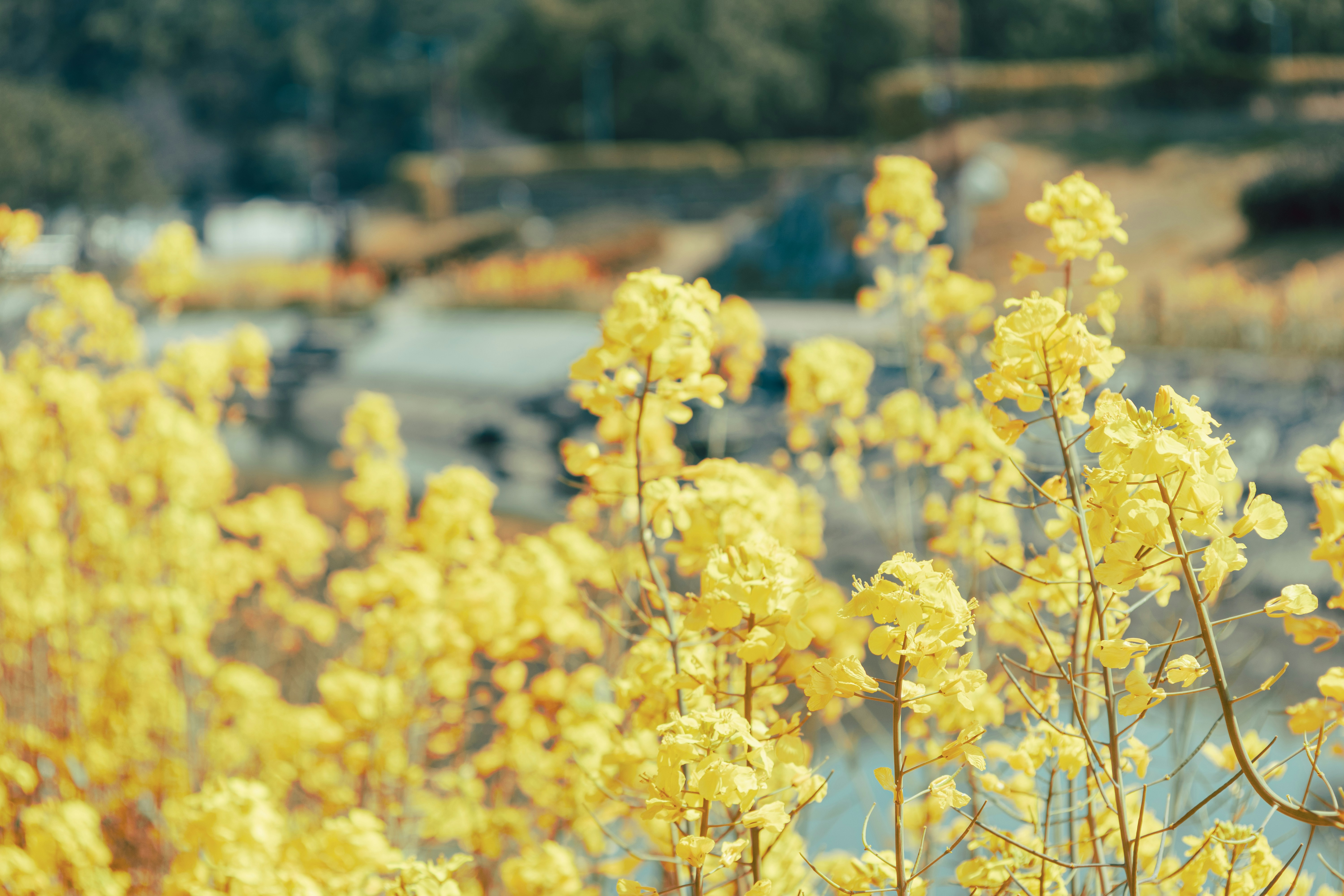 삼문동 유채꽃 공원(Sammundong Canola Flower Park)