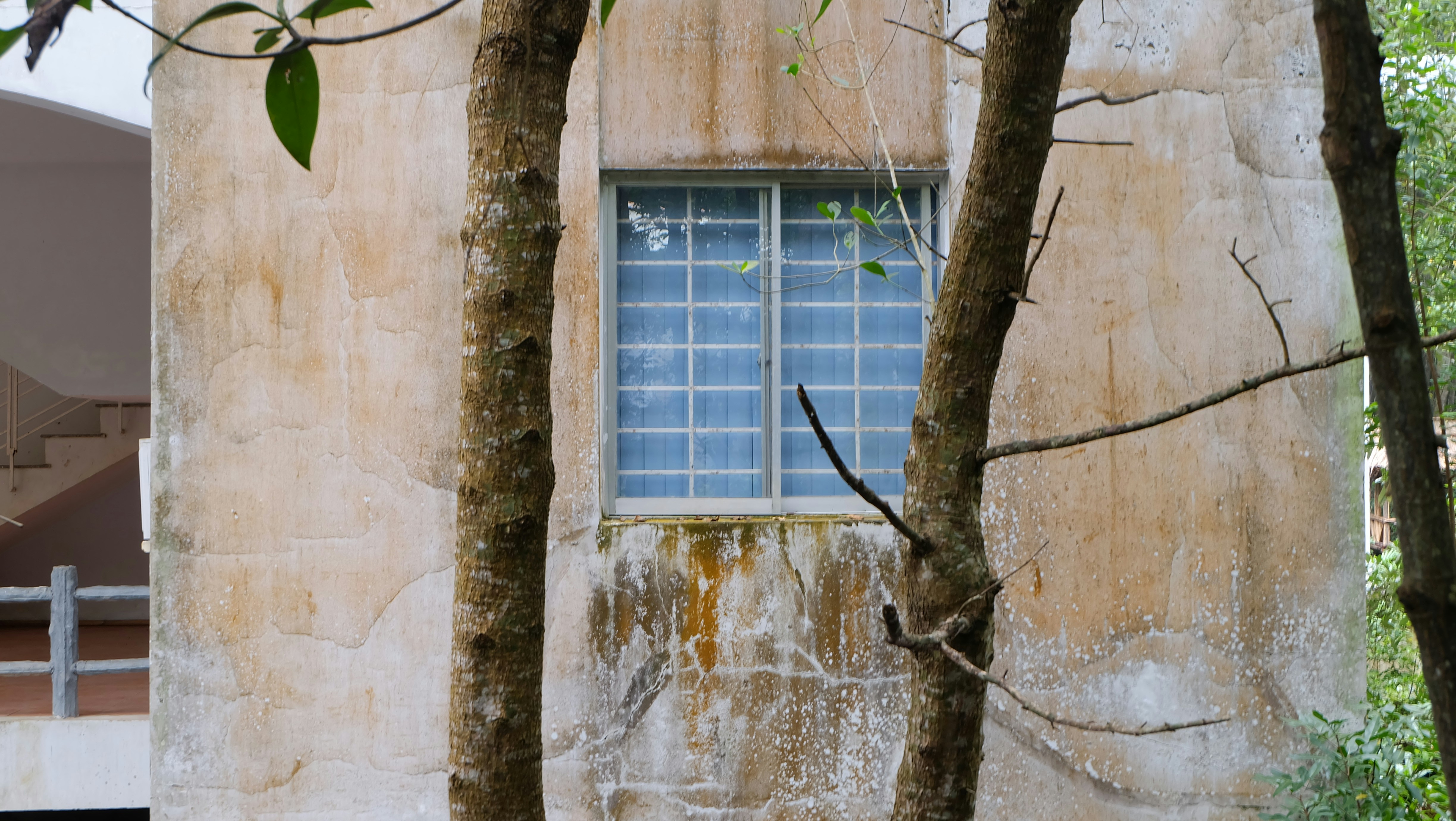 Old building with a window framed by trees