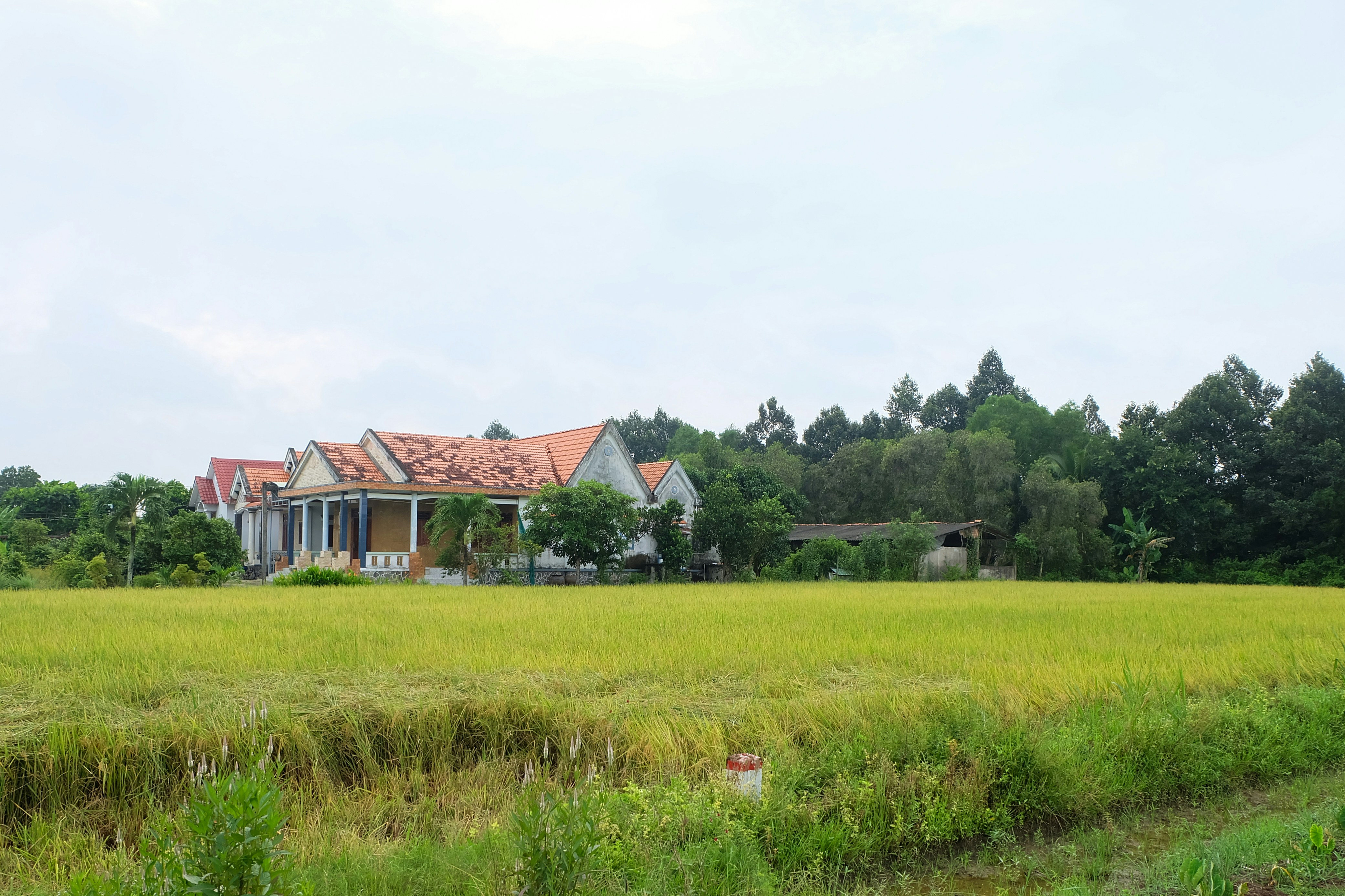 Houses nestled behind a golden rice field