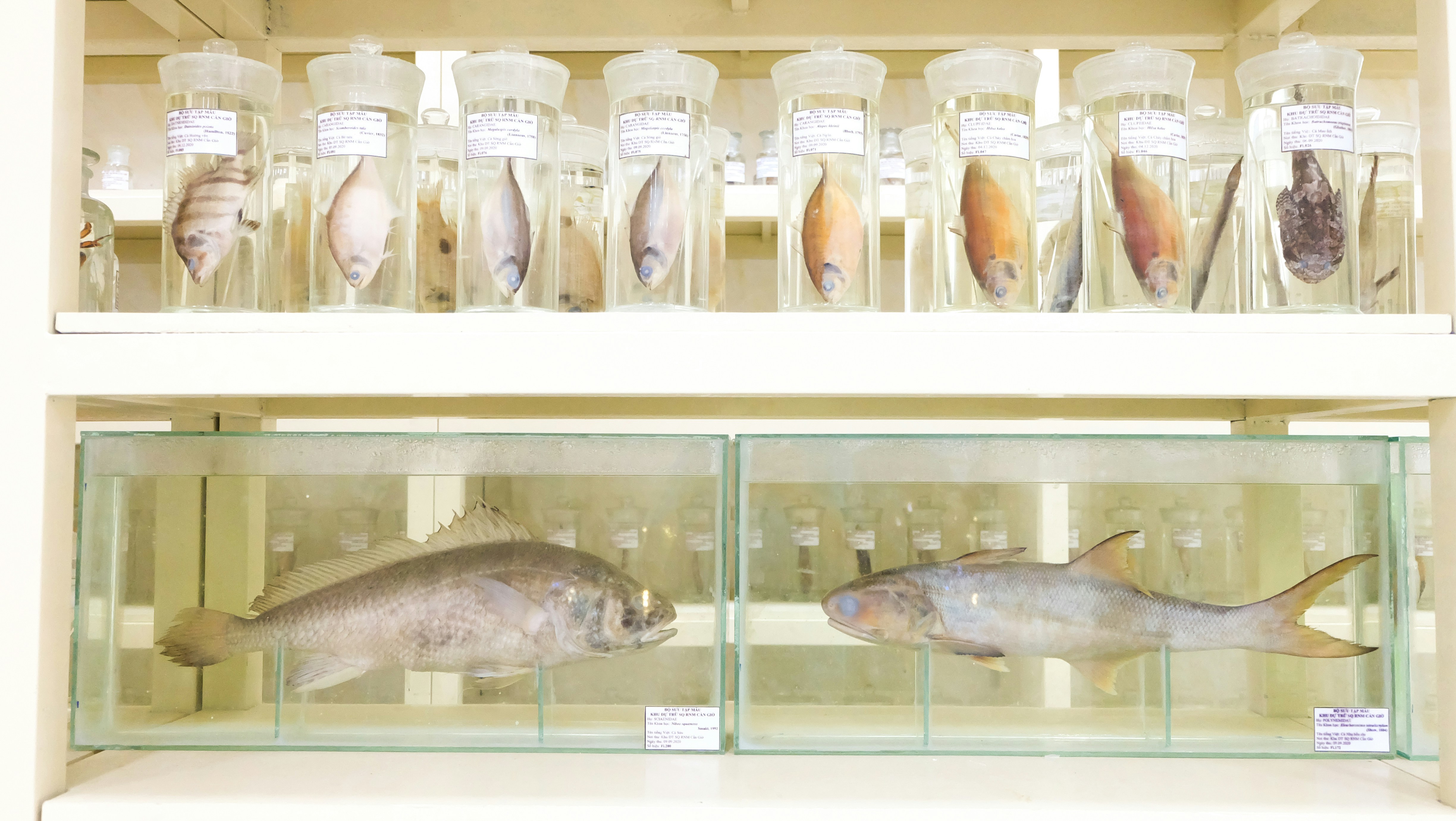 Fishes preserved in glass jars and tanks on shelves.