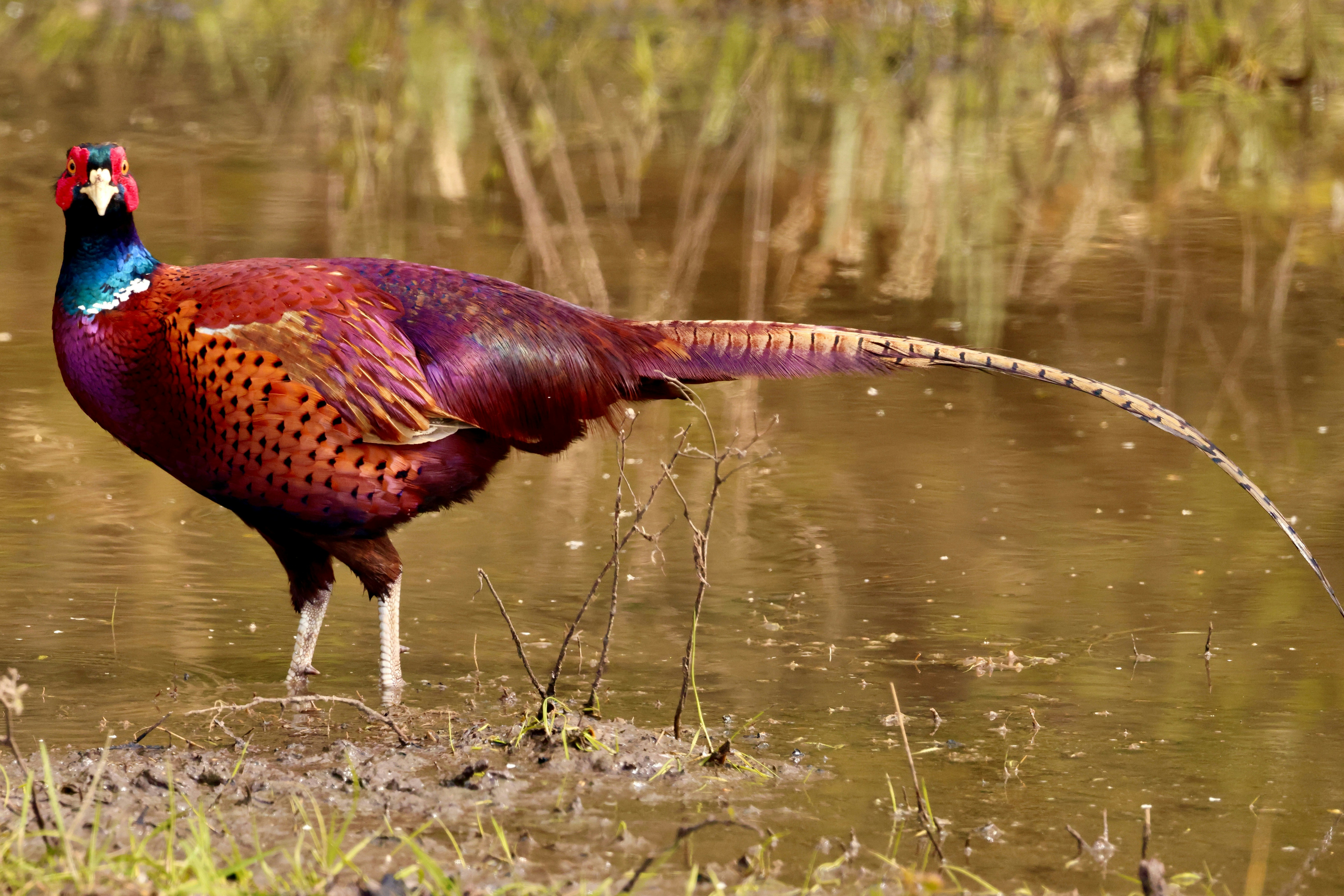 A colorful pheasant stands in shallow water.