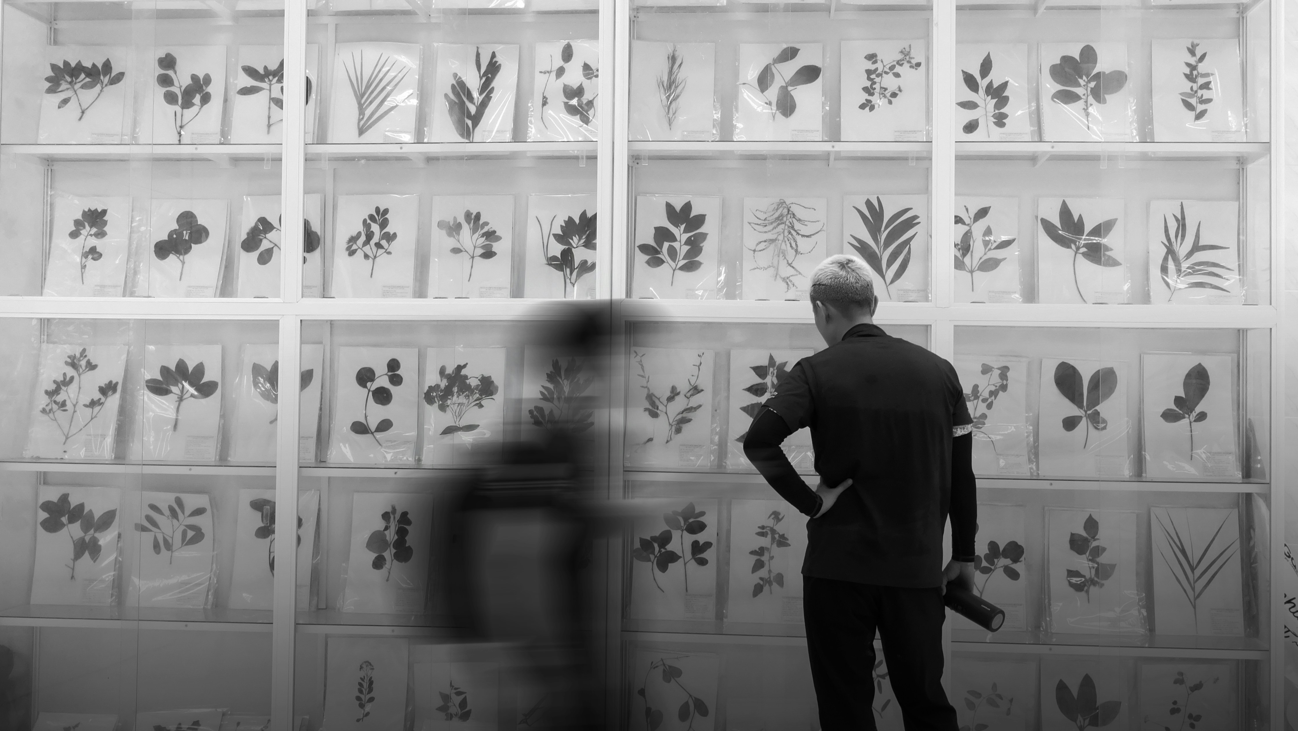 Person looking at framed botanical prints on wall