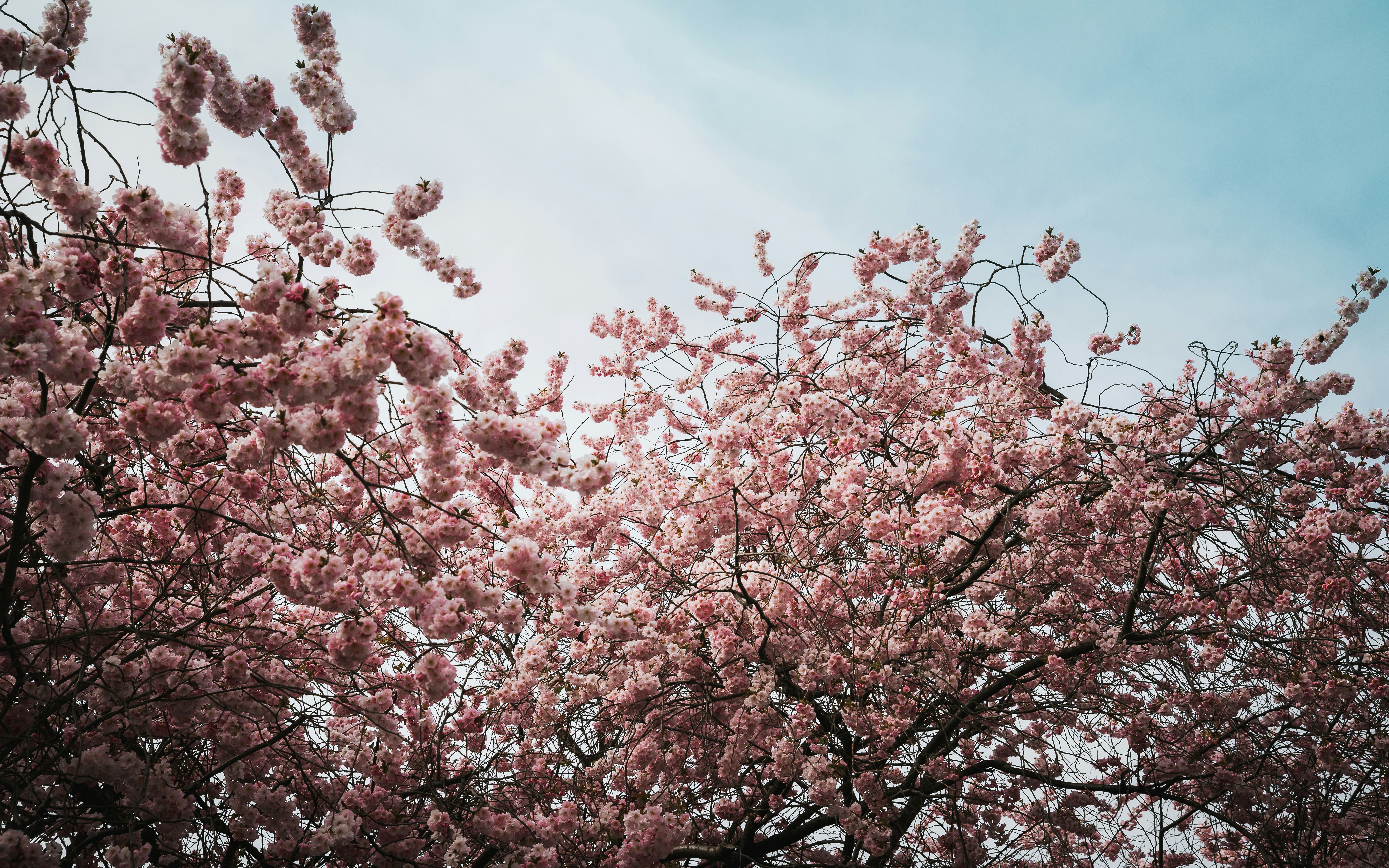 Photo by nikita_pishchugin