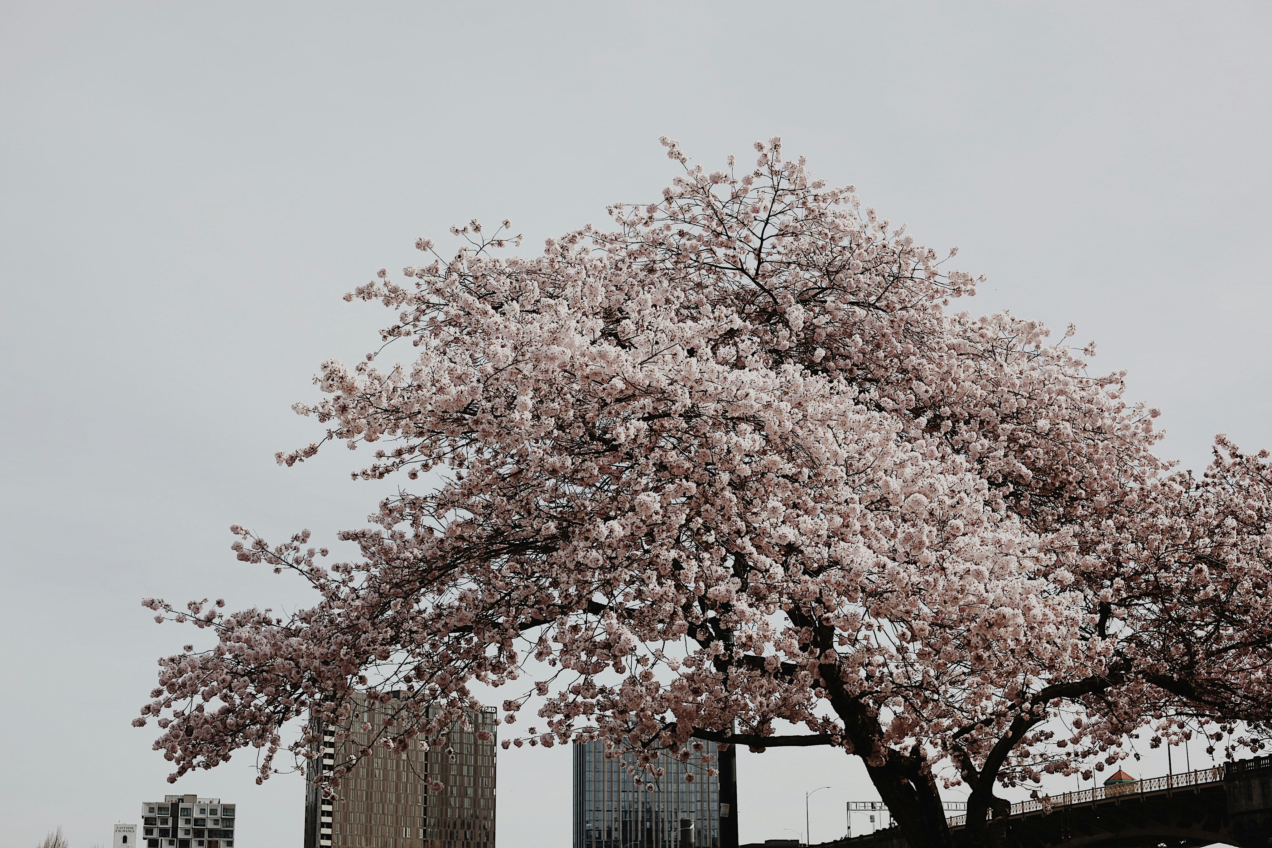 Photo by earthtokarly