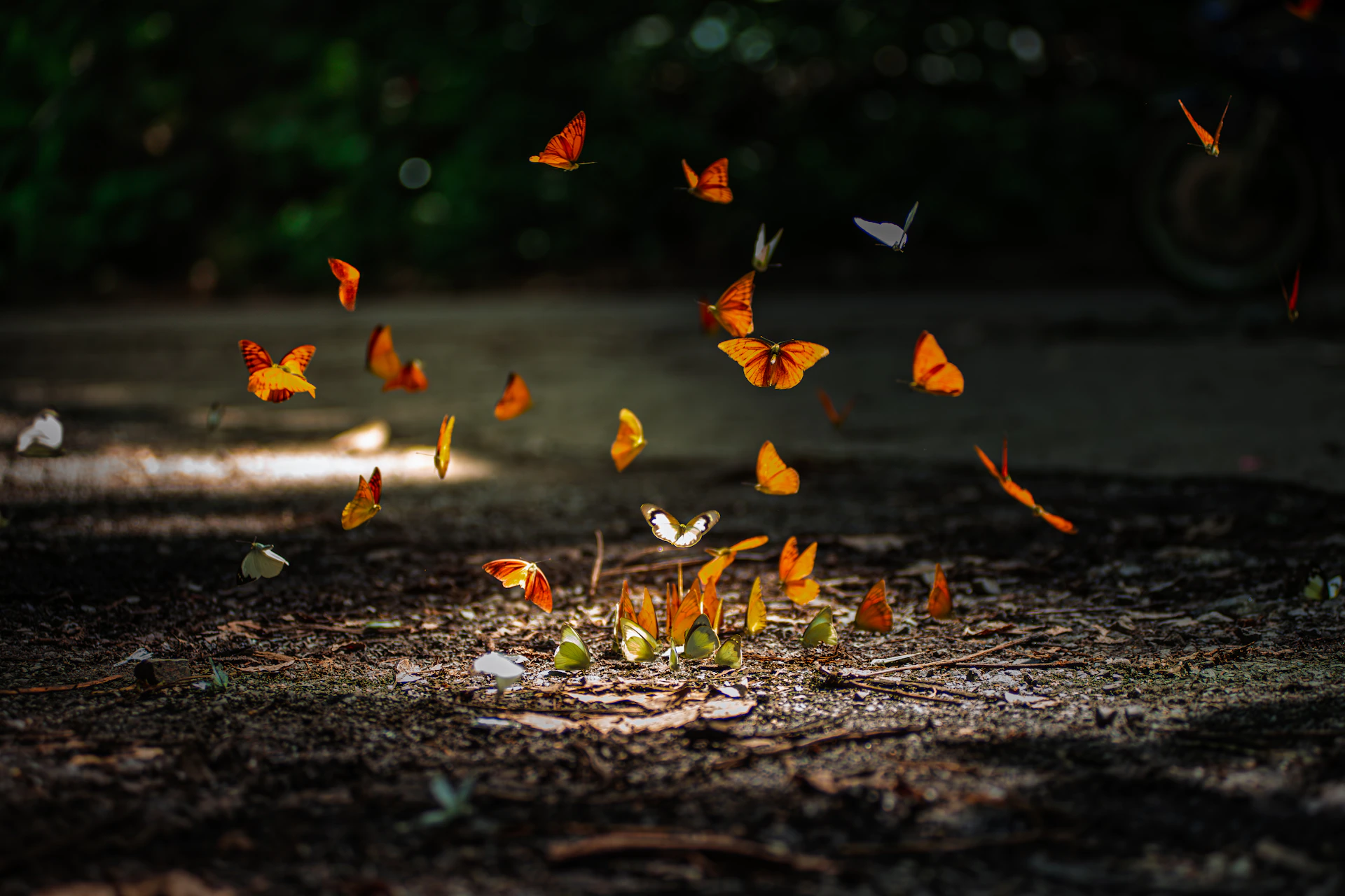 A swarm of orange and white butterflies in flight.