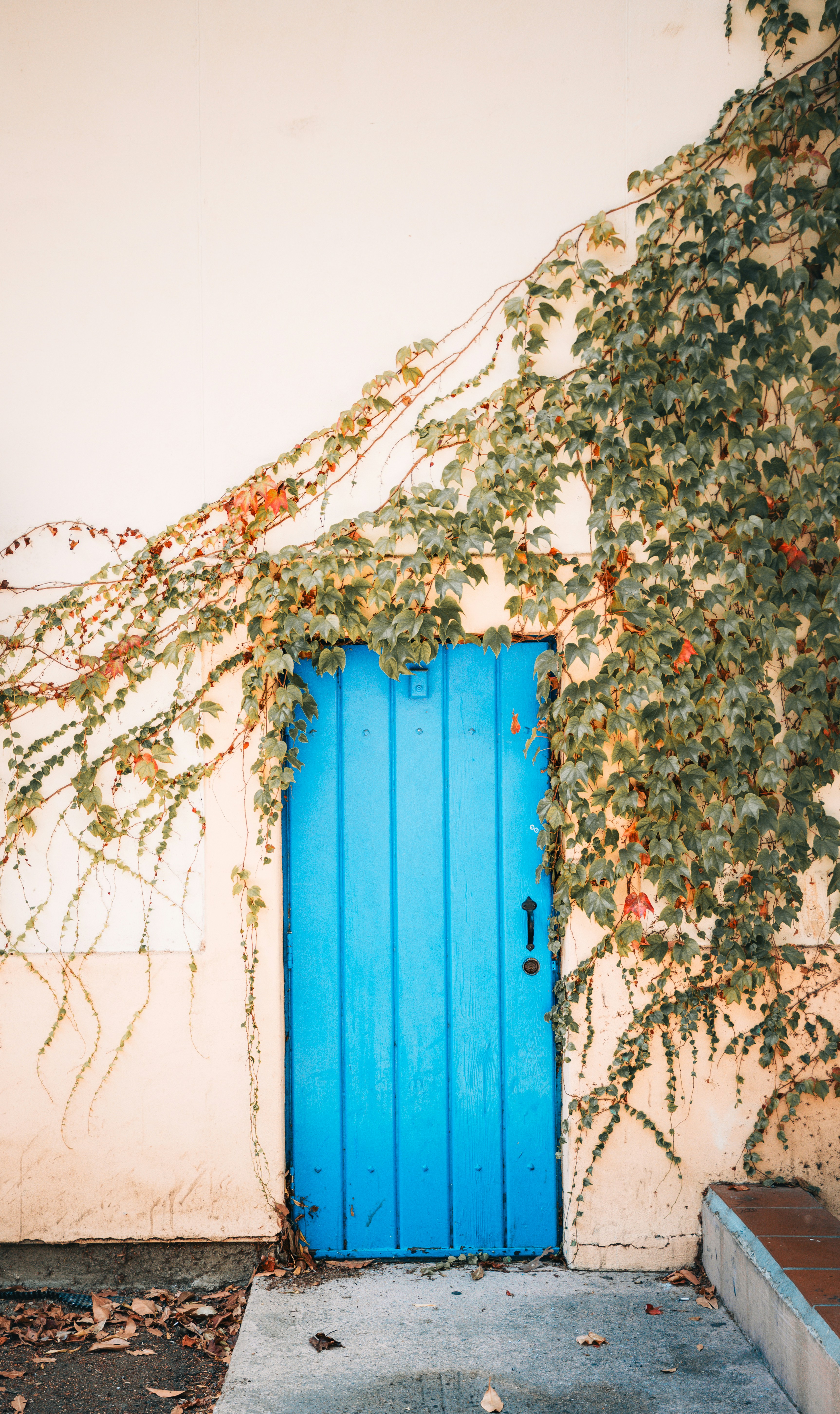 壁にはツタの蔓で覆われた鮮やかな青い扉
