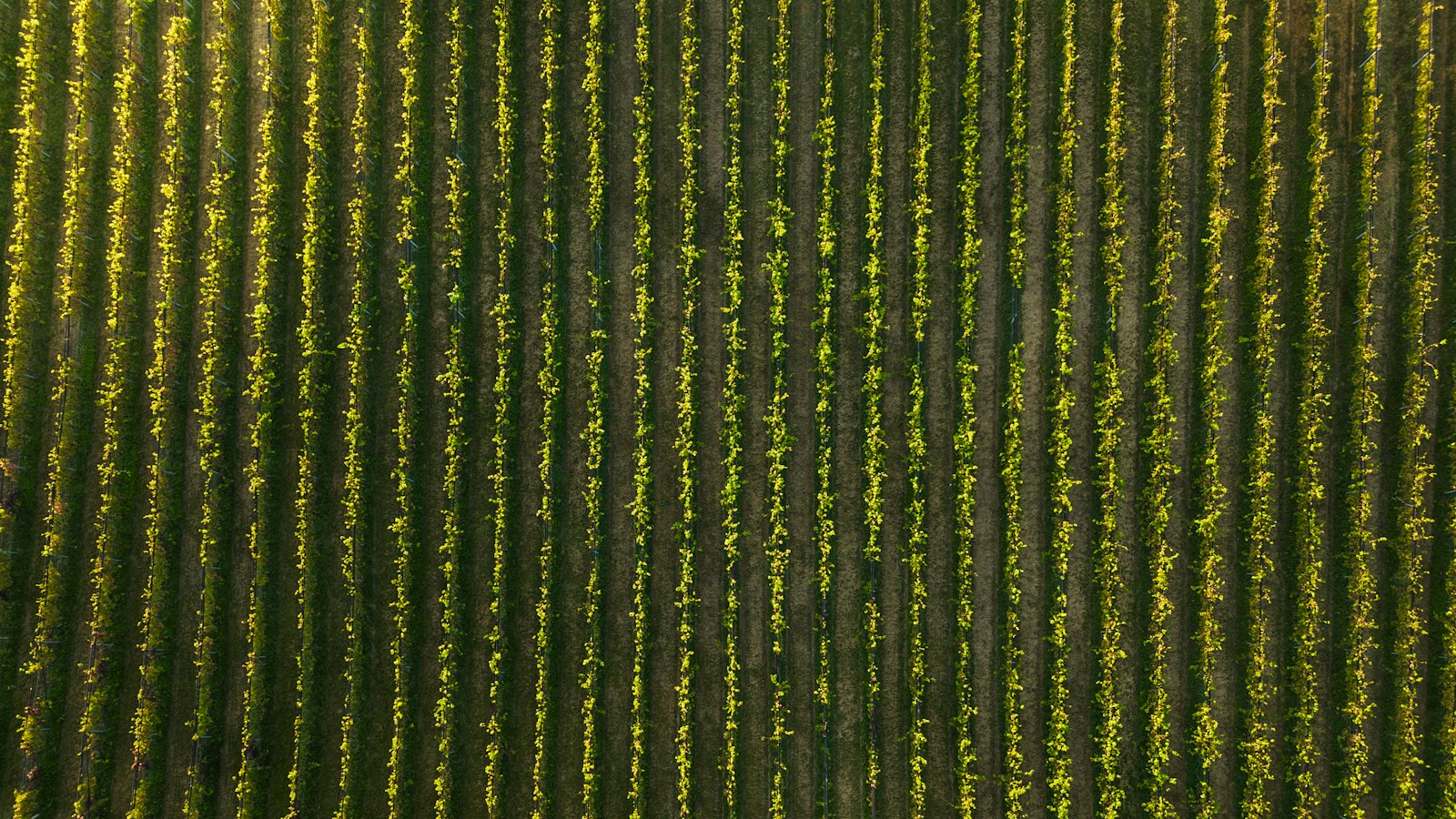 Vigna principale