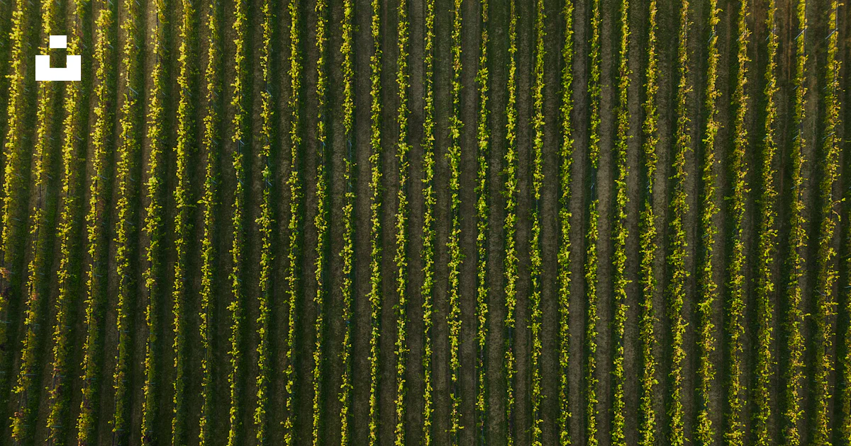Grapevine. View Aerial view of a vineyard with neat rows of grapevines. photo – Free ...