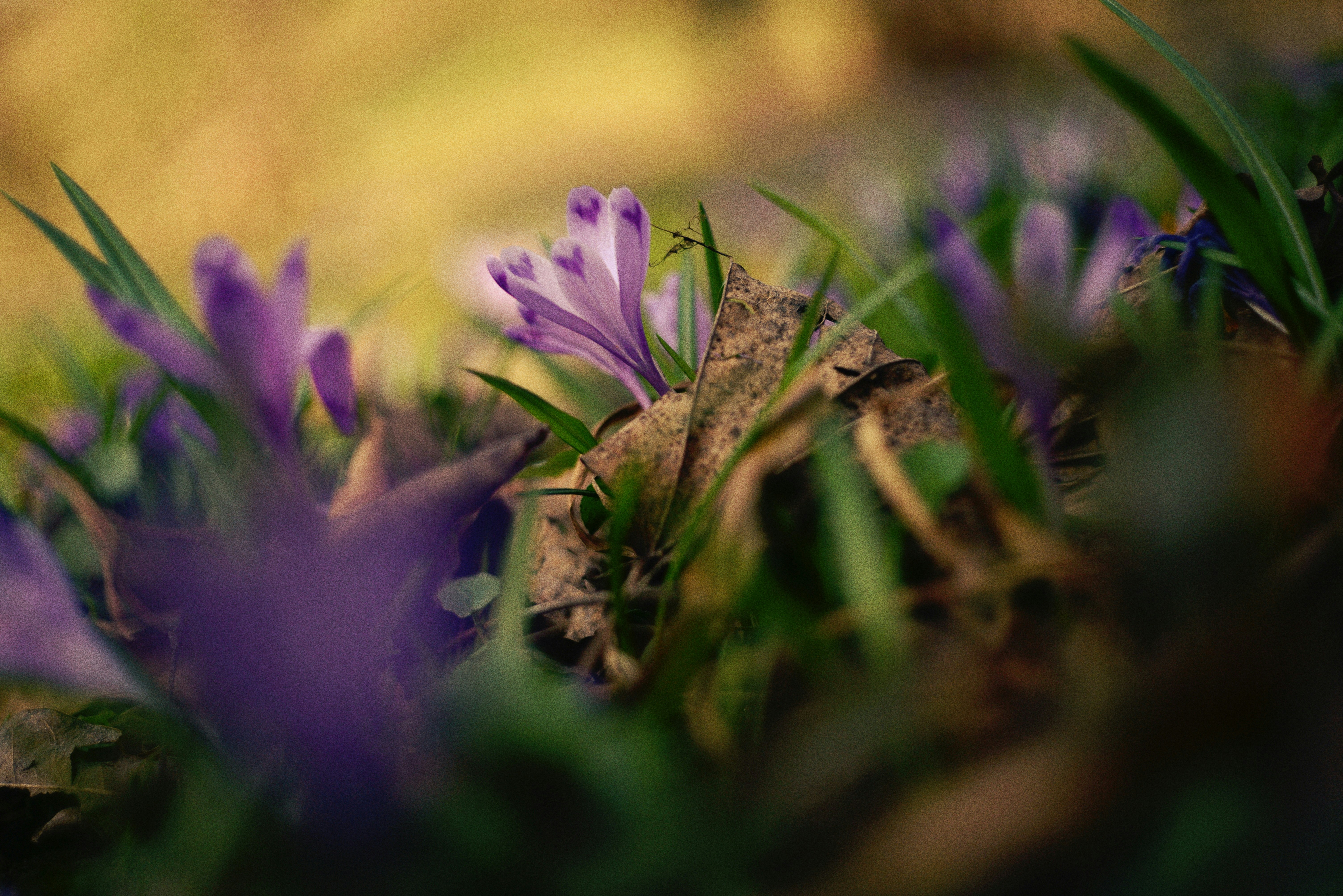 Photo by cherstve_pechivo