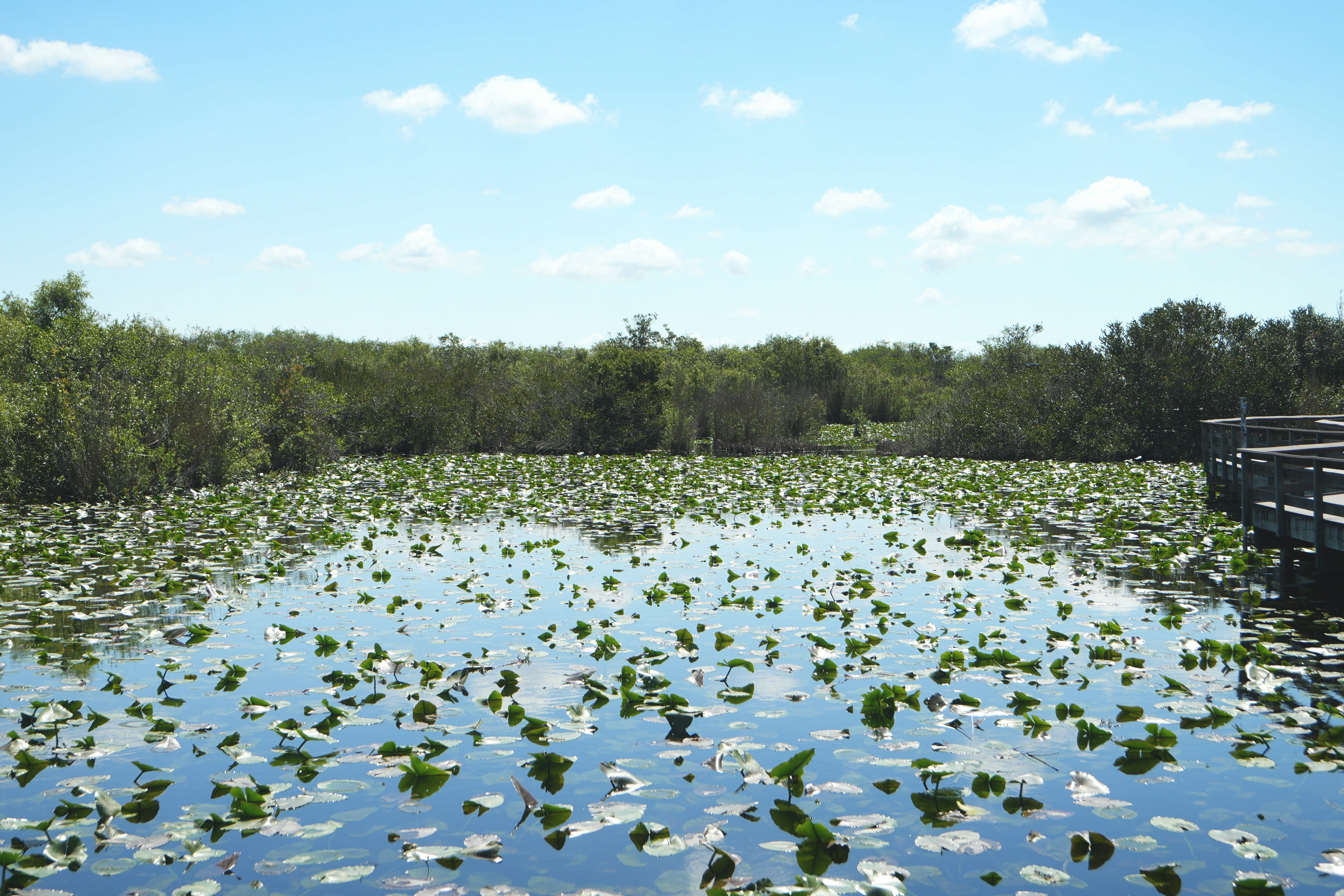 A pond covered in lily pads with trees in background.