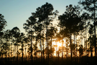 Tall pine trees at sunset, reflecting the quiet rural feel of Moselle, MS