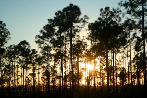 Tall pine trees at sunset, reflecting the quiet rural feel of Moselle, MS