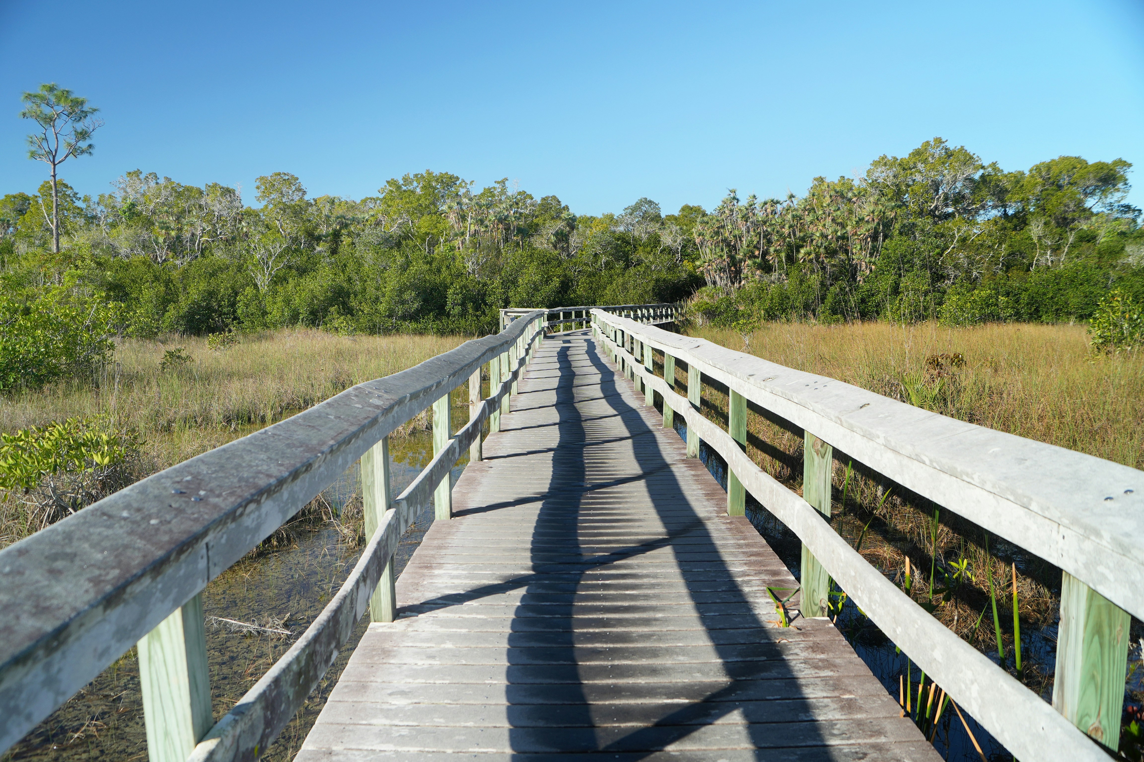 Wooden boardwalk through a marshy landscape