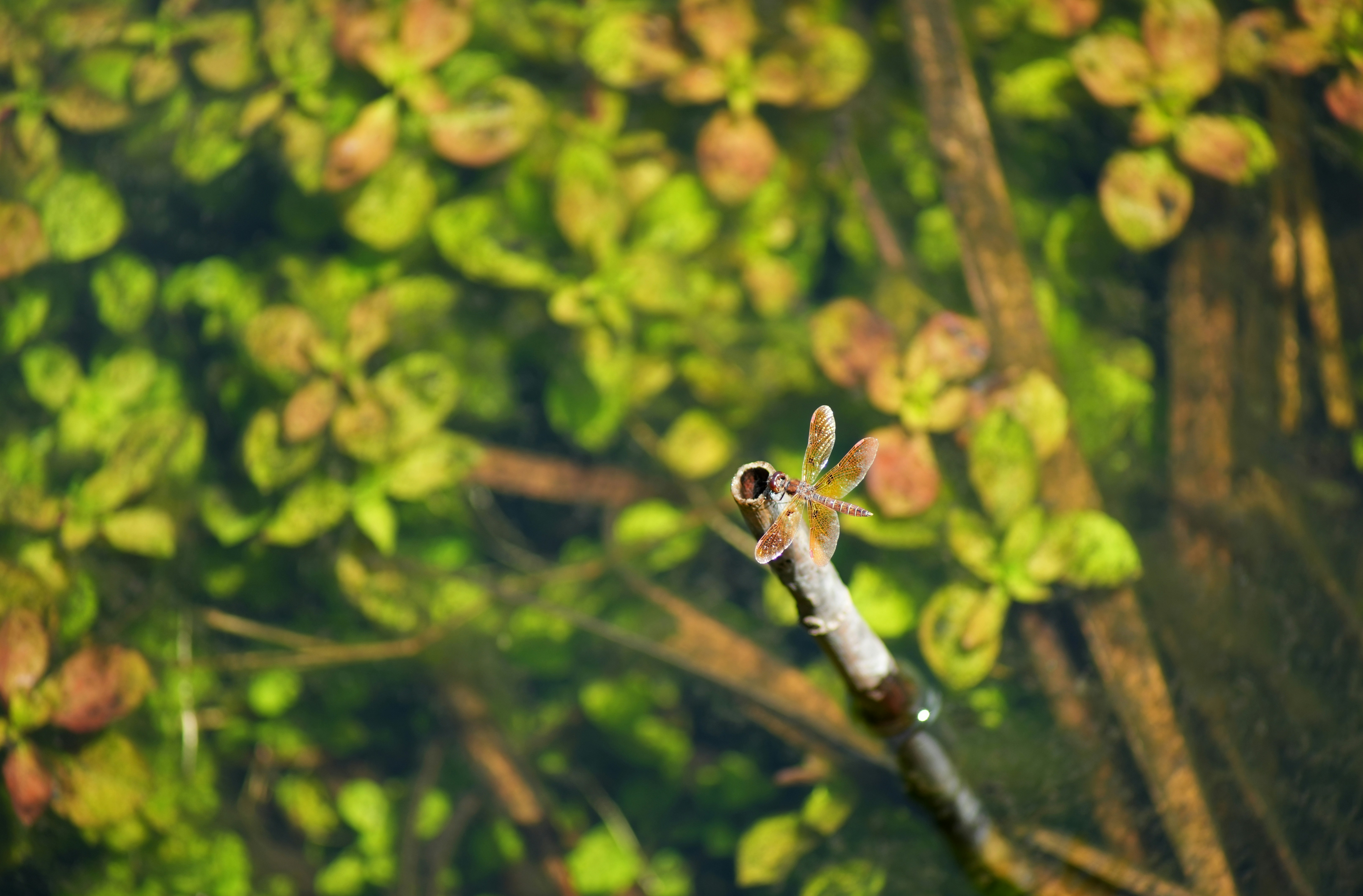A dragonfly nymph clinging to a reed underwater
