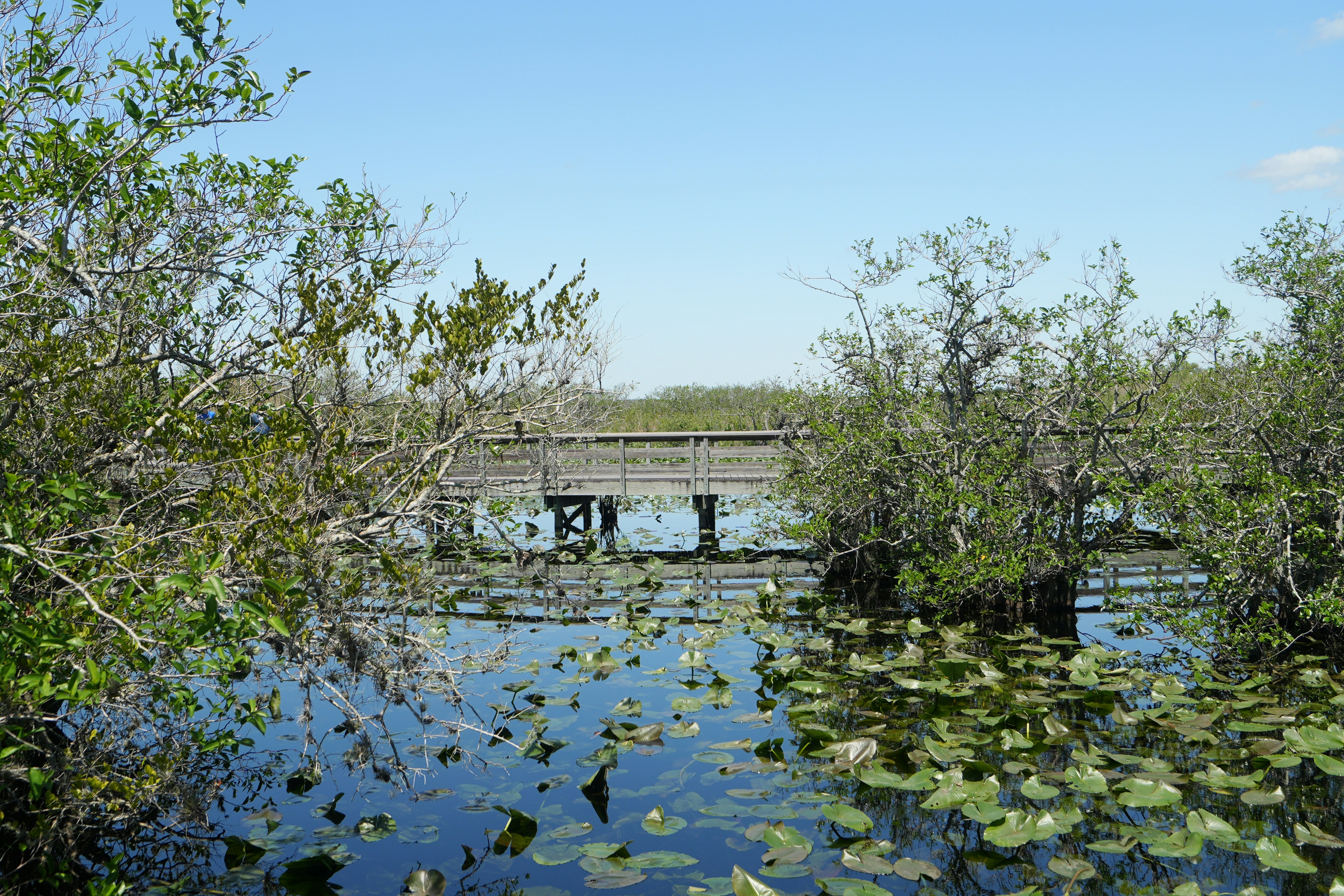 Wooden boardwalk over a calm swamp with lily pads.