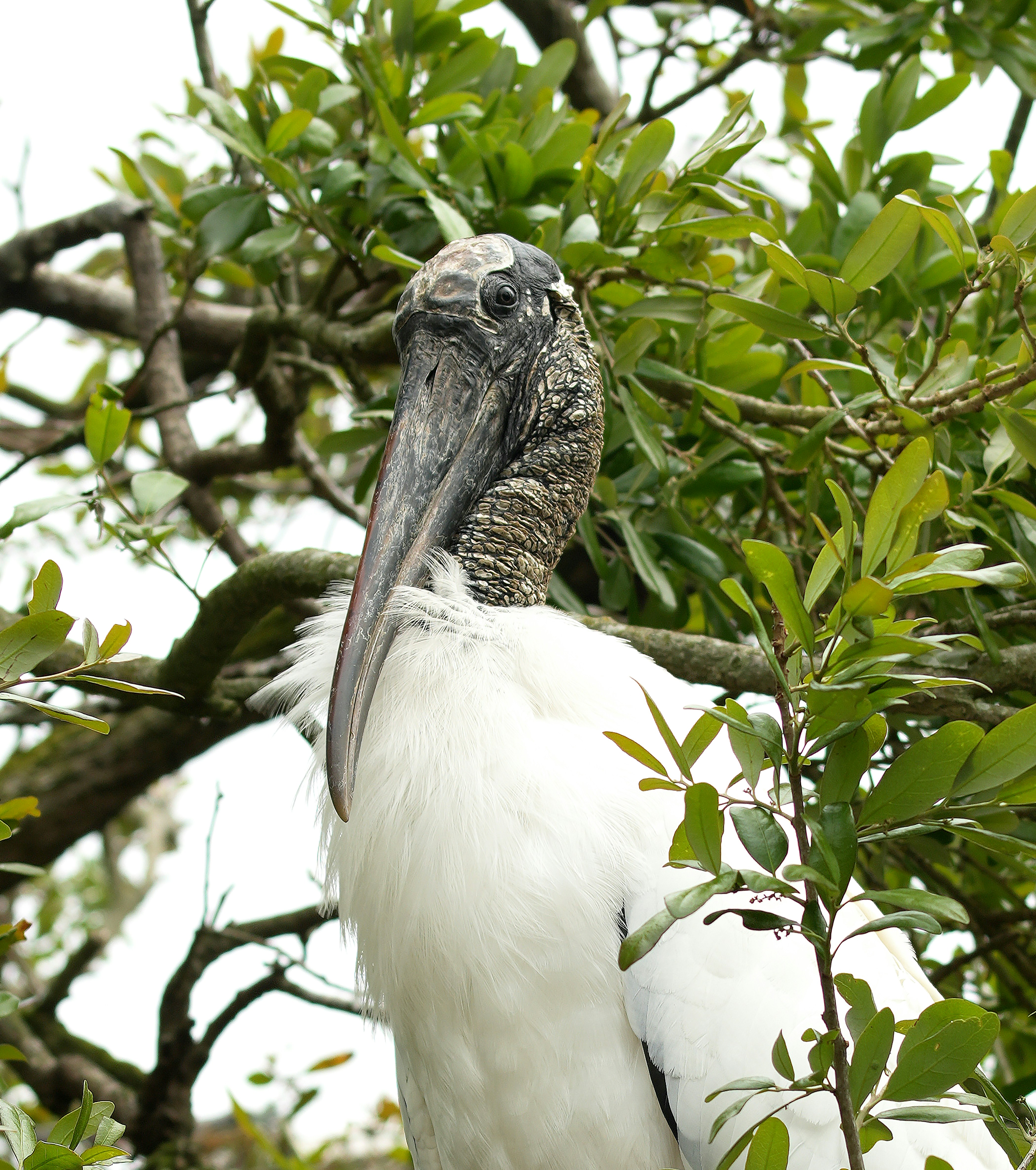 A wood stork stands amongst green leaves and branches
