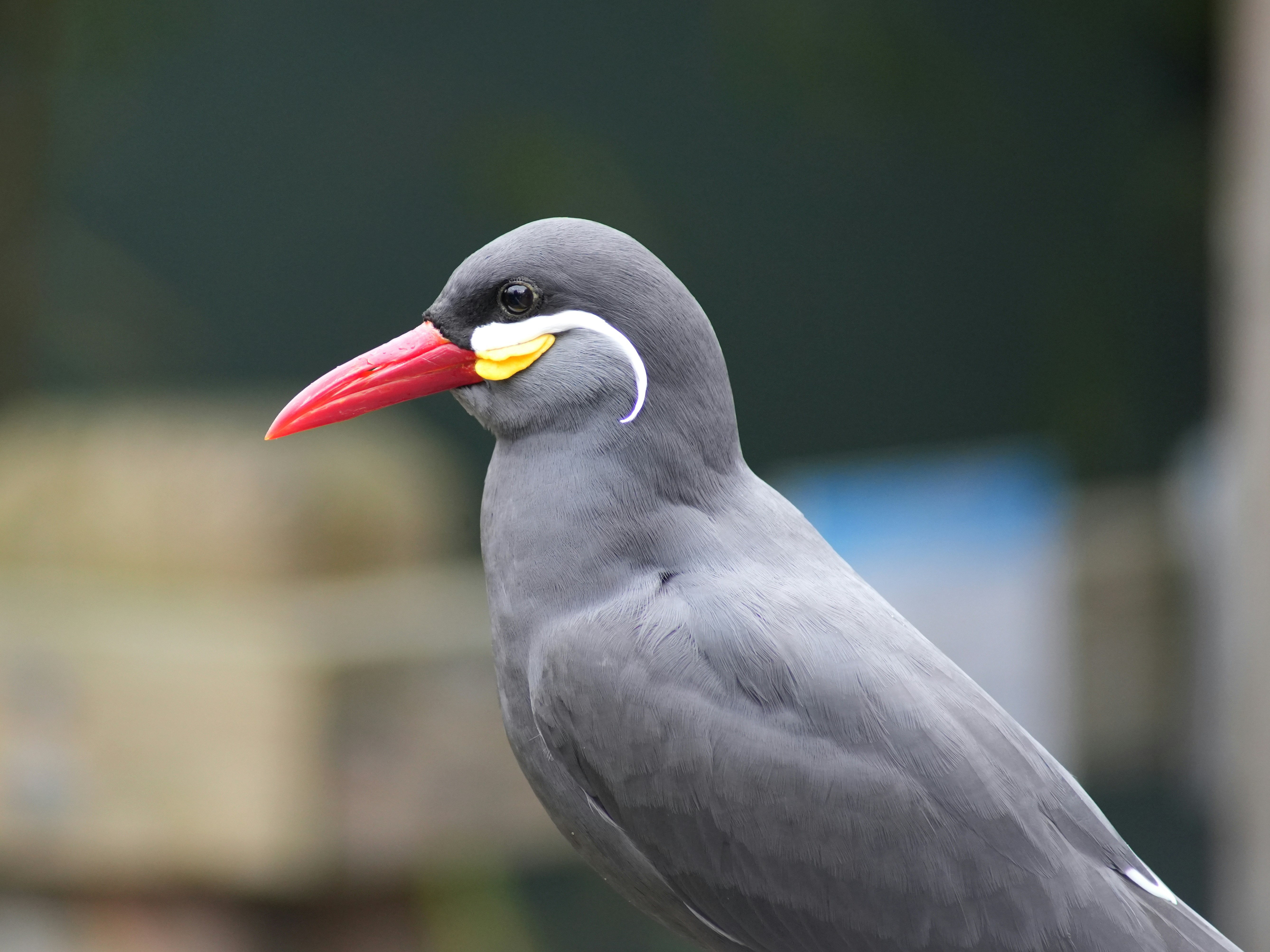 A close-up of a gray bird with a red beak.