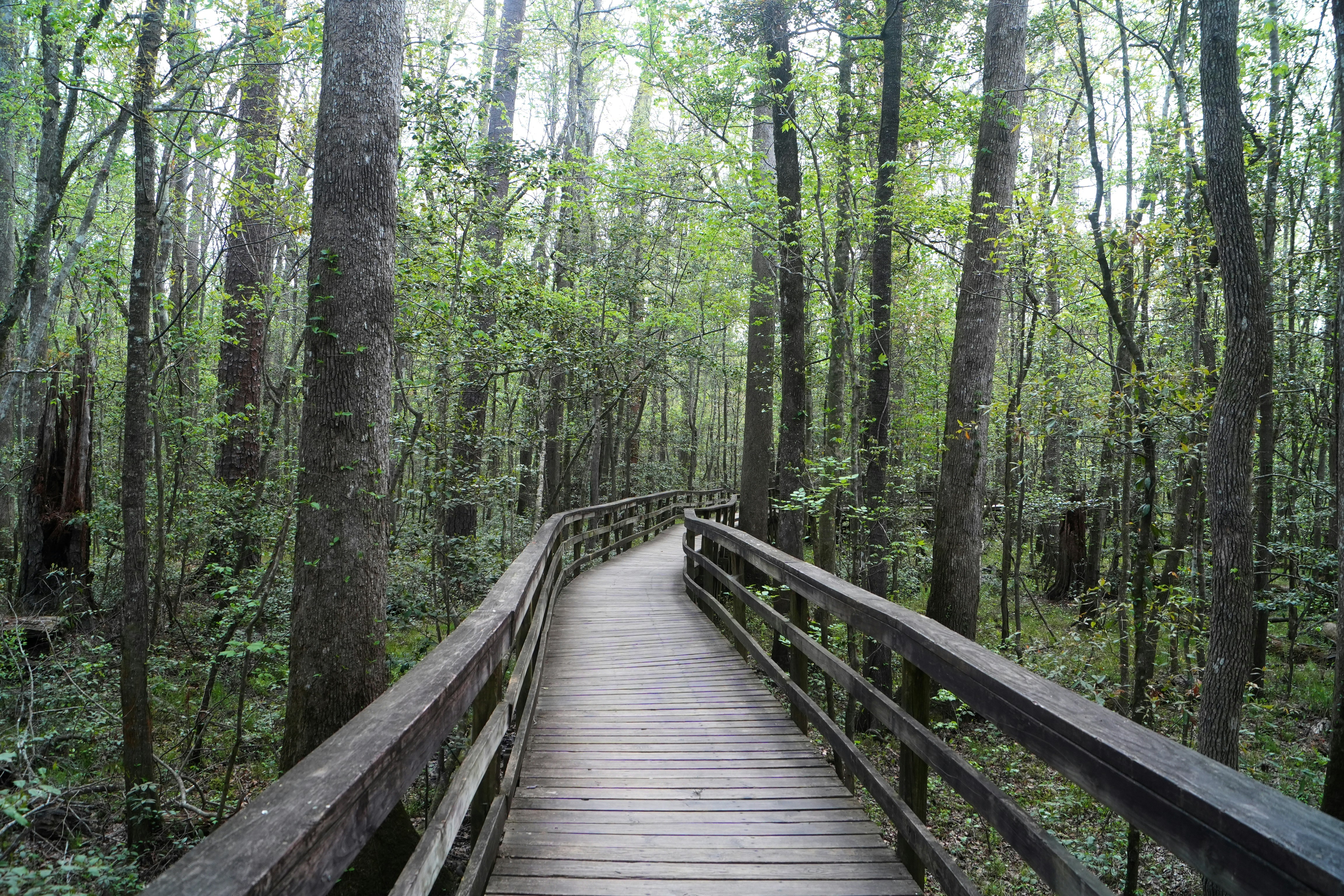 Wooden boardwalk through a lush green forest