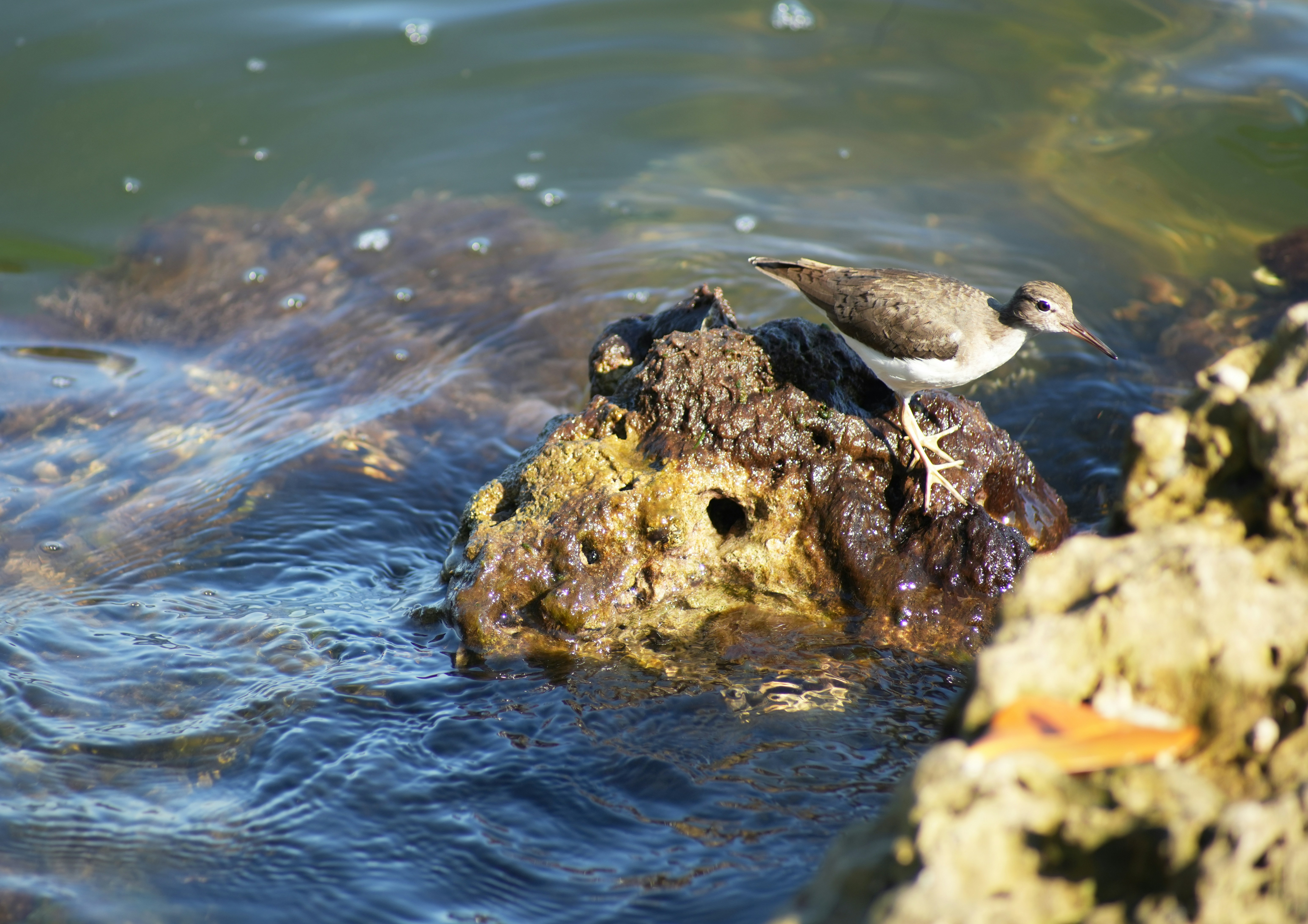 A small bird stands on a rock in the water.