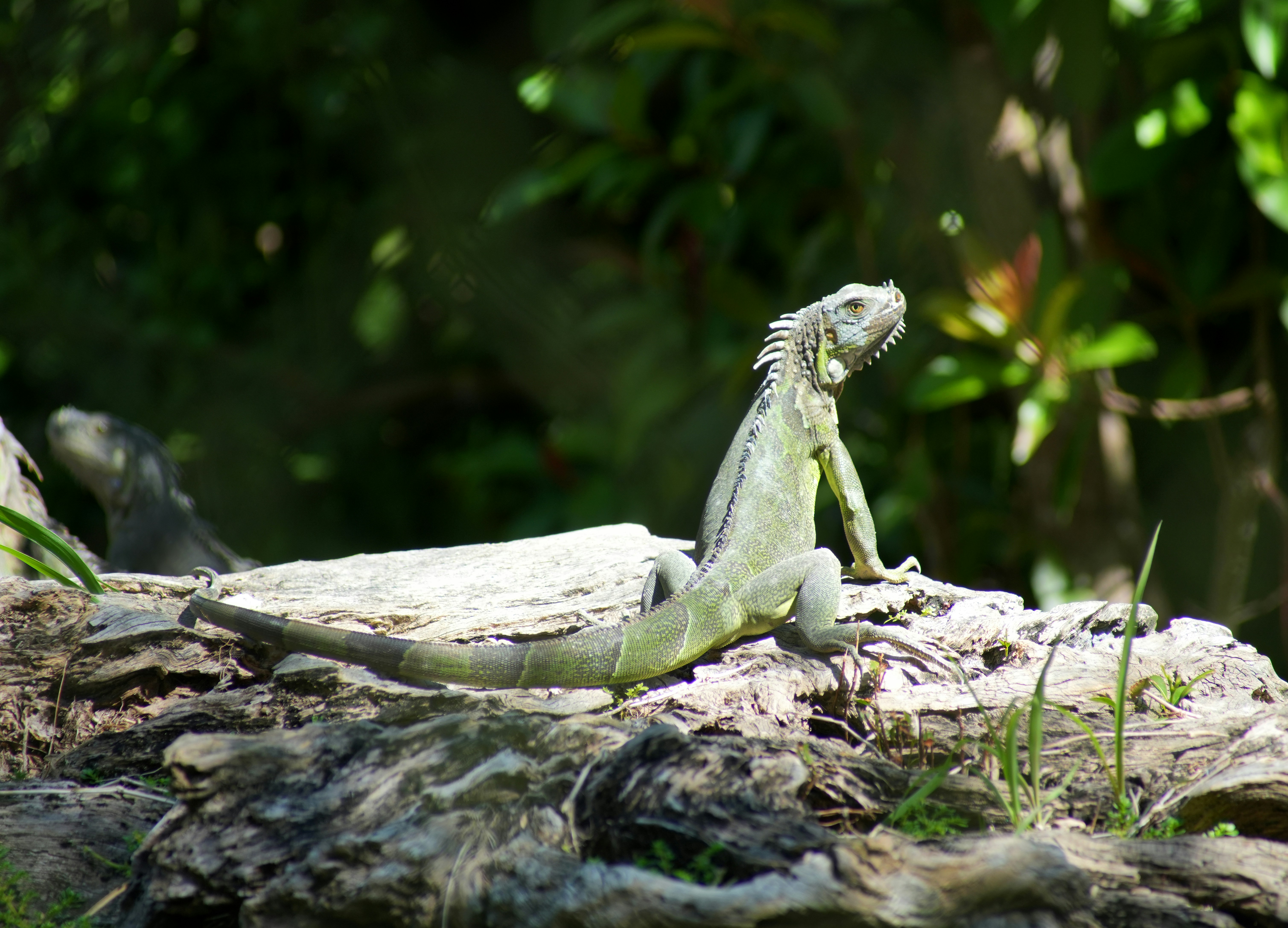A green iguana rests on a log in lush foliage