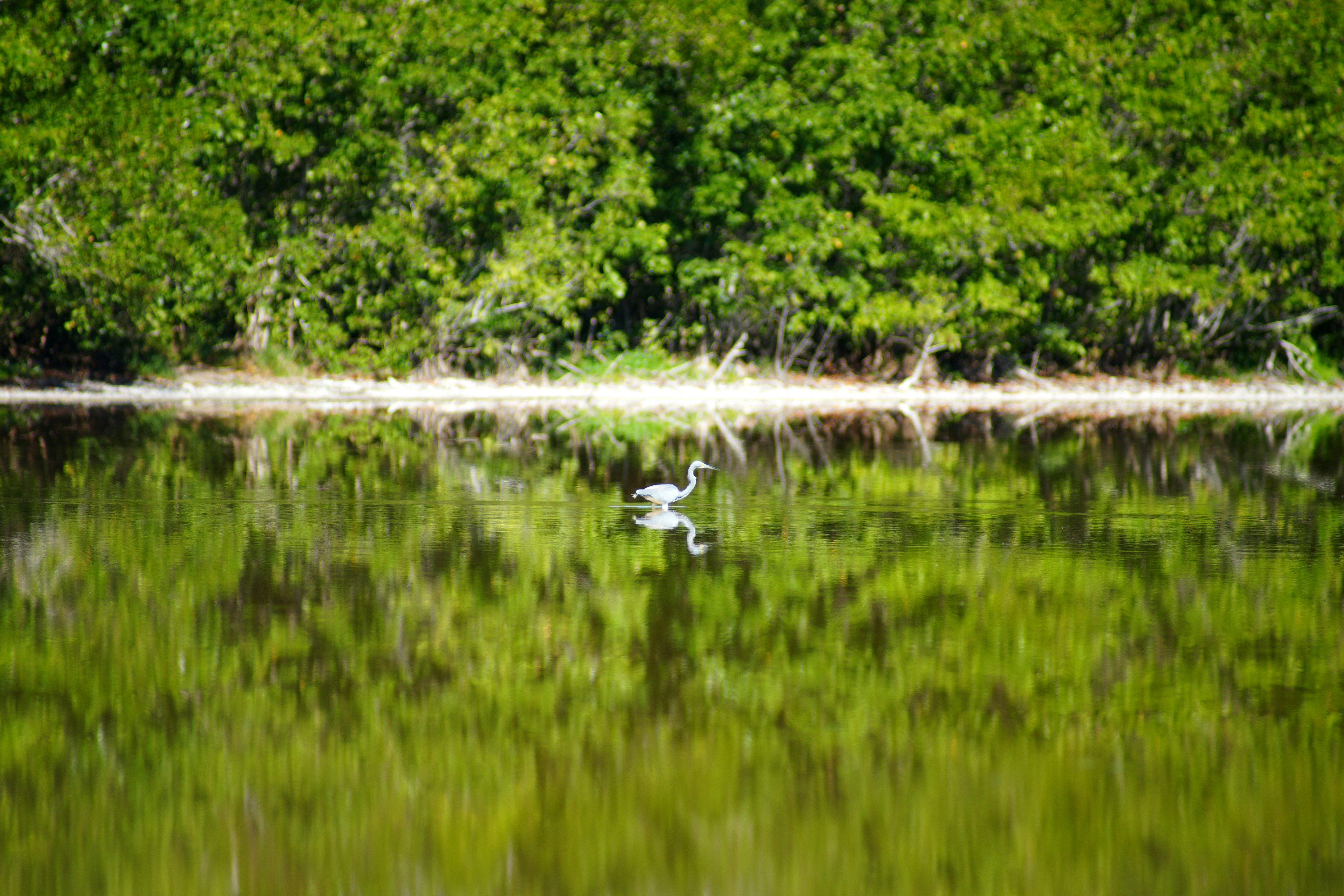 A great egret stands in calm water reflecting trees.