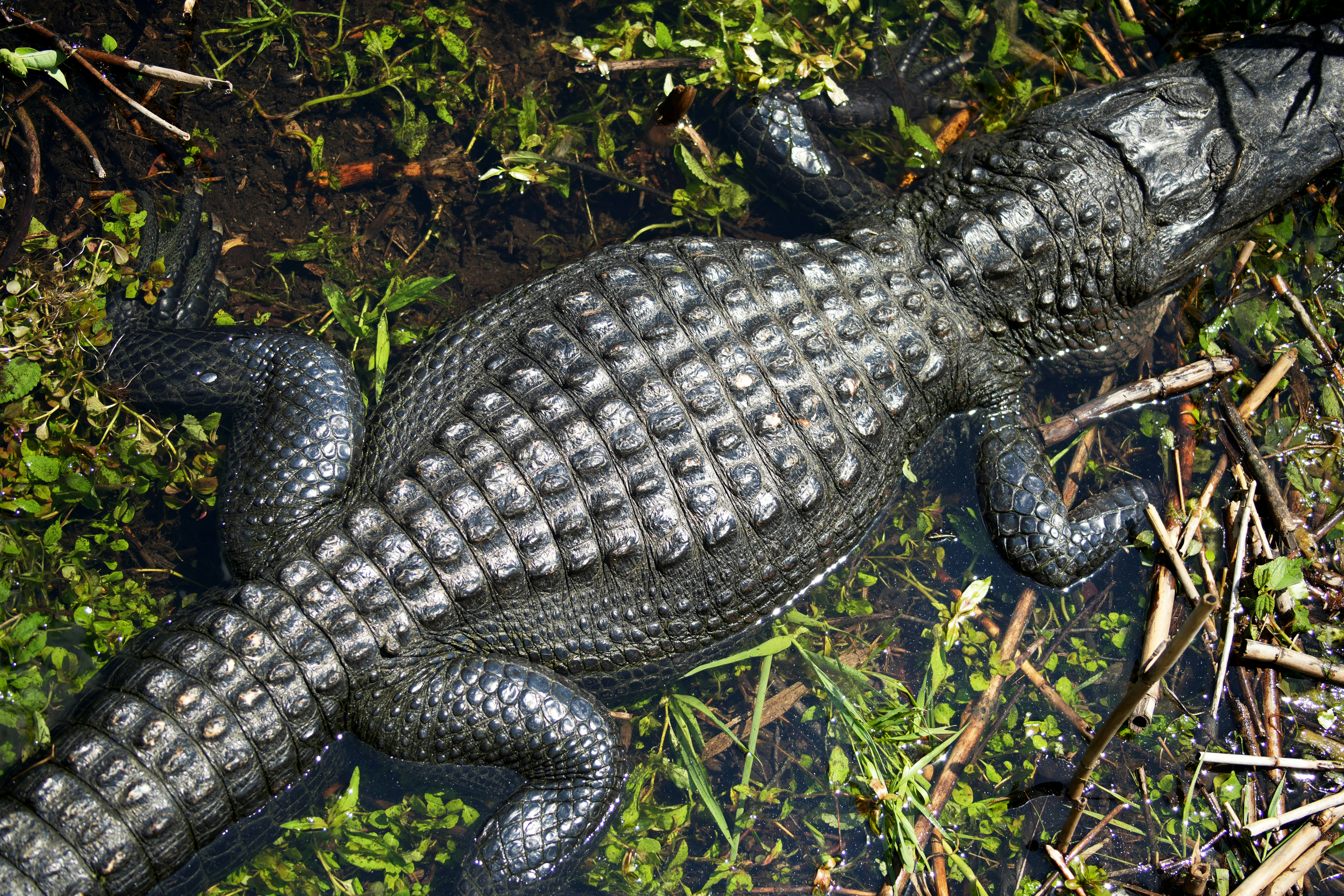 An alligator rests in murky water with grass.