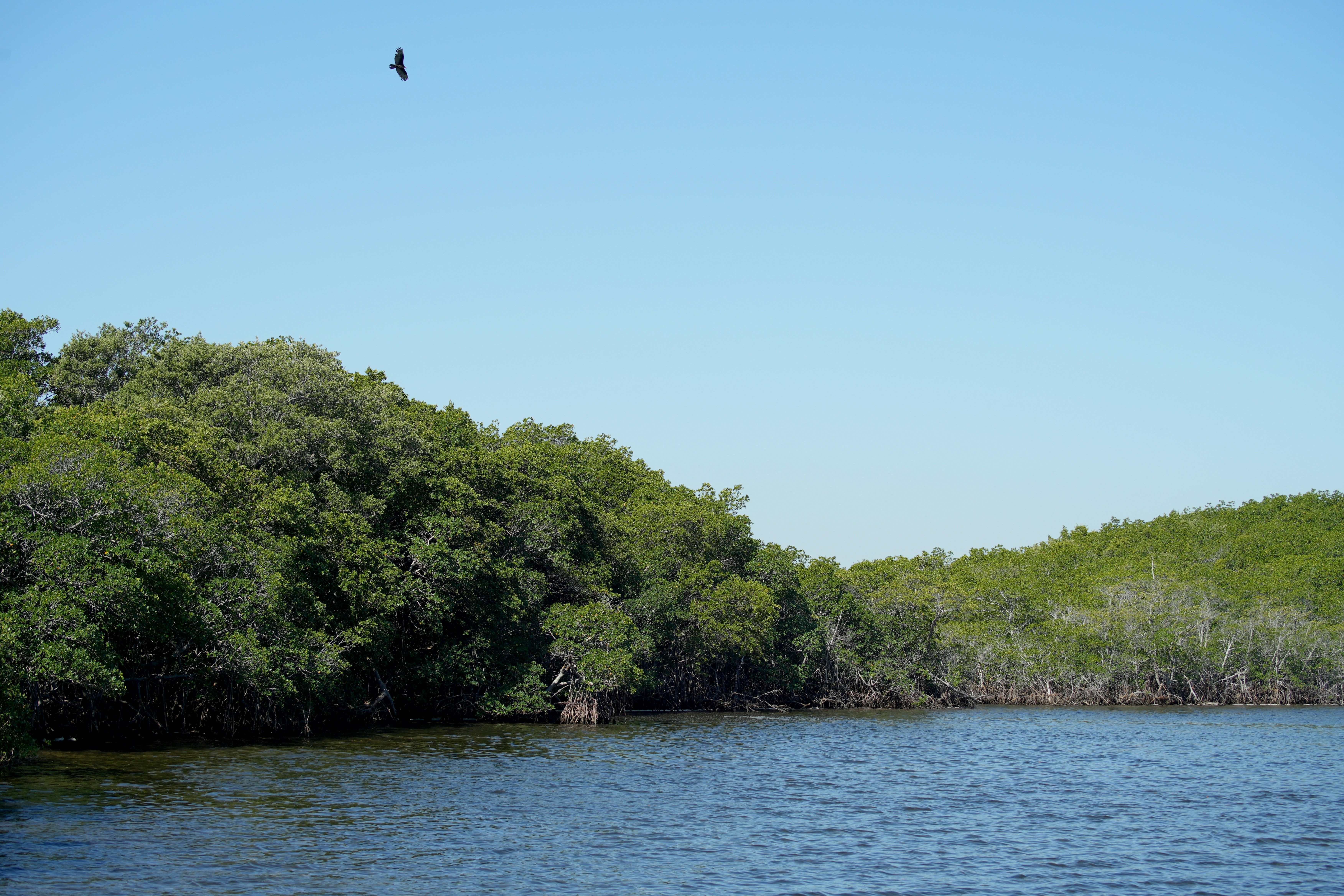 A bird flies over a tranquil mangrove forest.