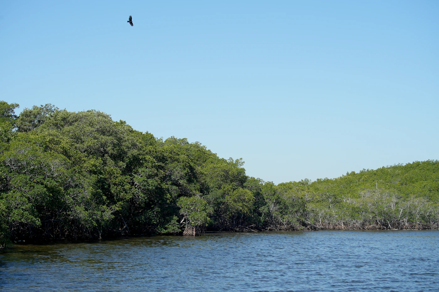 A mangrove shoreline in South Florida. The bay is never far from Cutler Bay’s eastern neighborhoods.