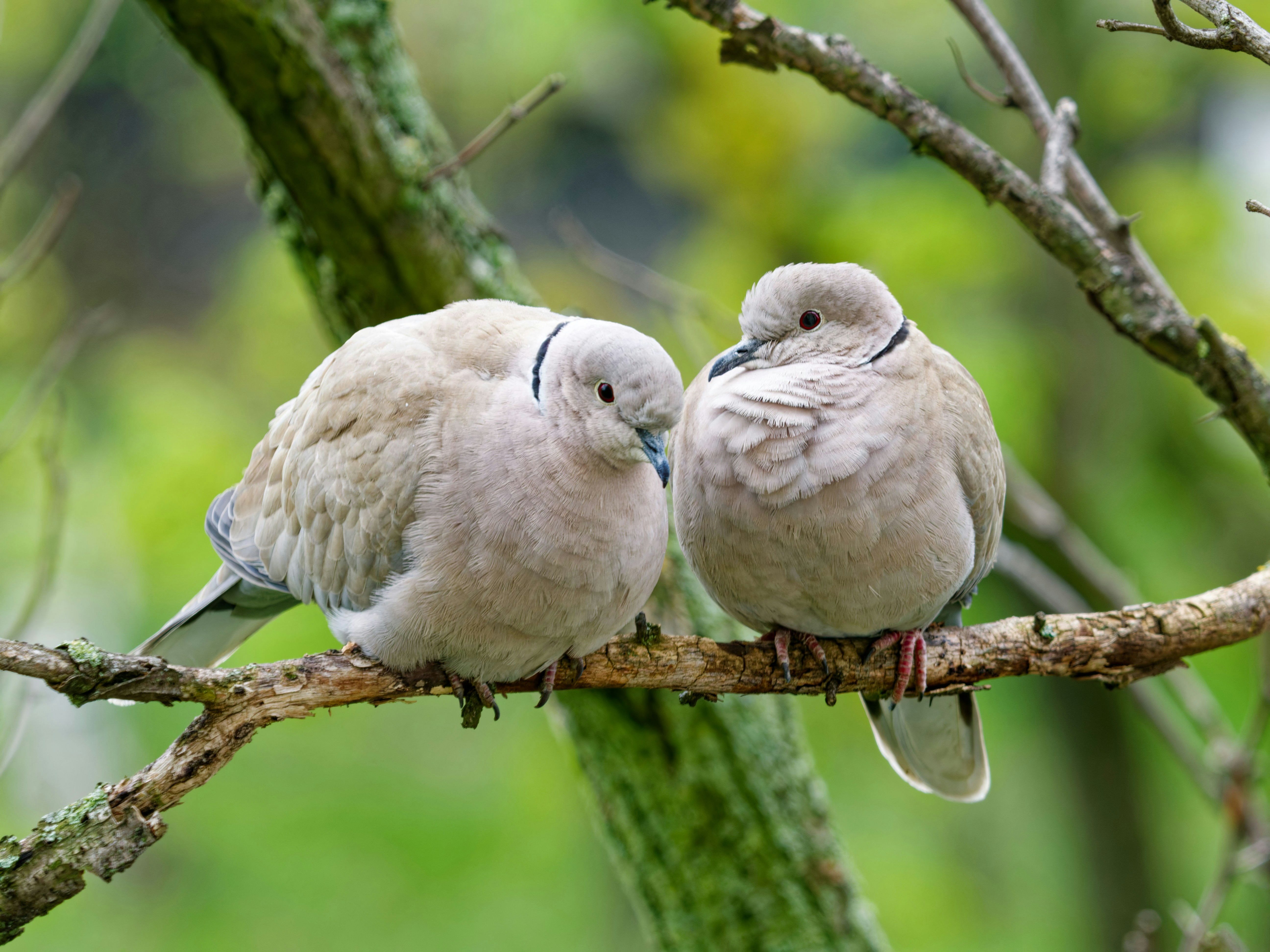 Dos palomas posadas en una rama de árbol