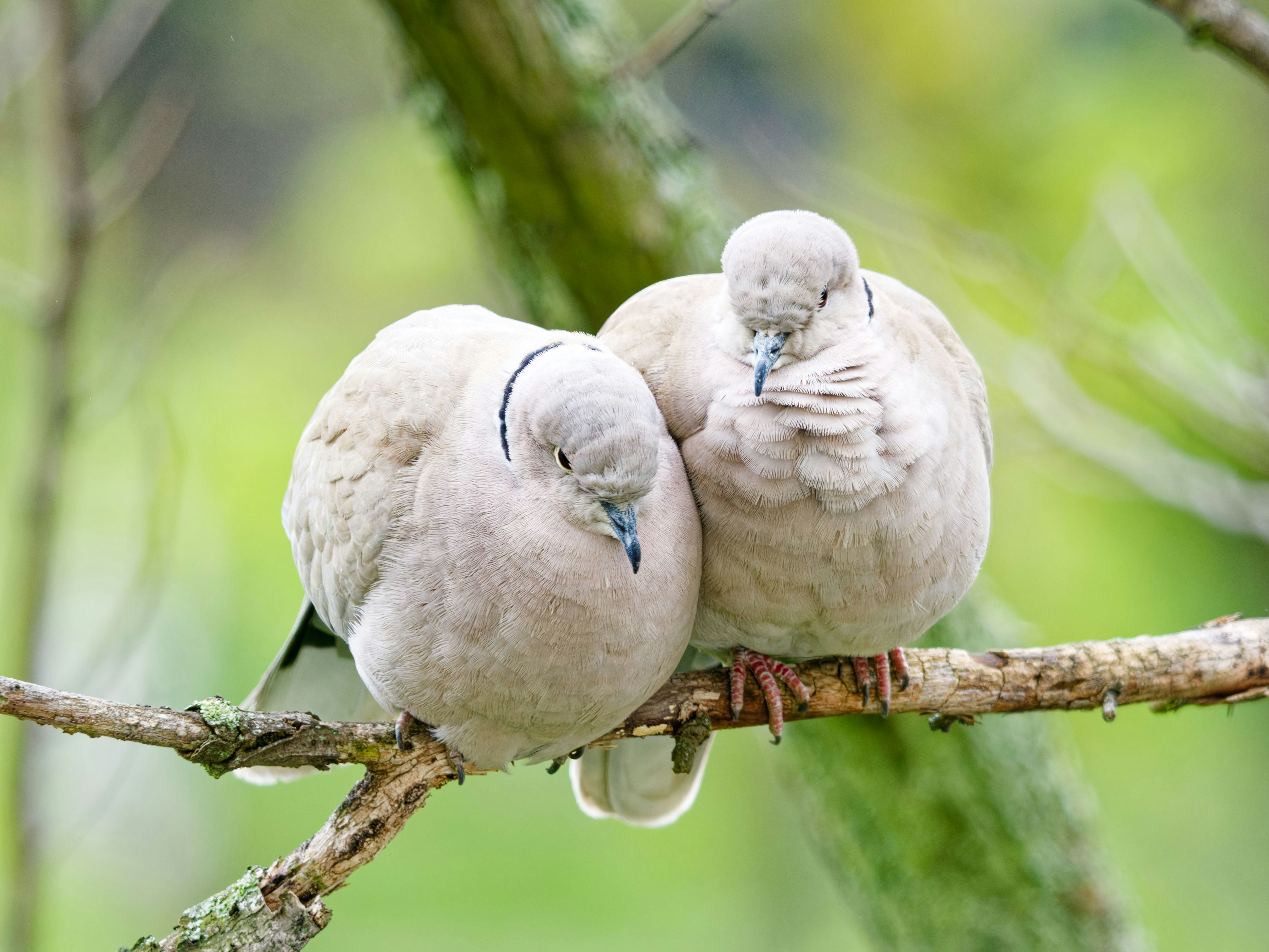 Dos palomas posadas en una rama de árbol