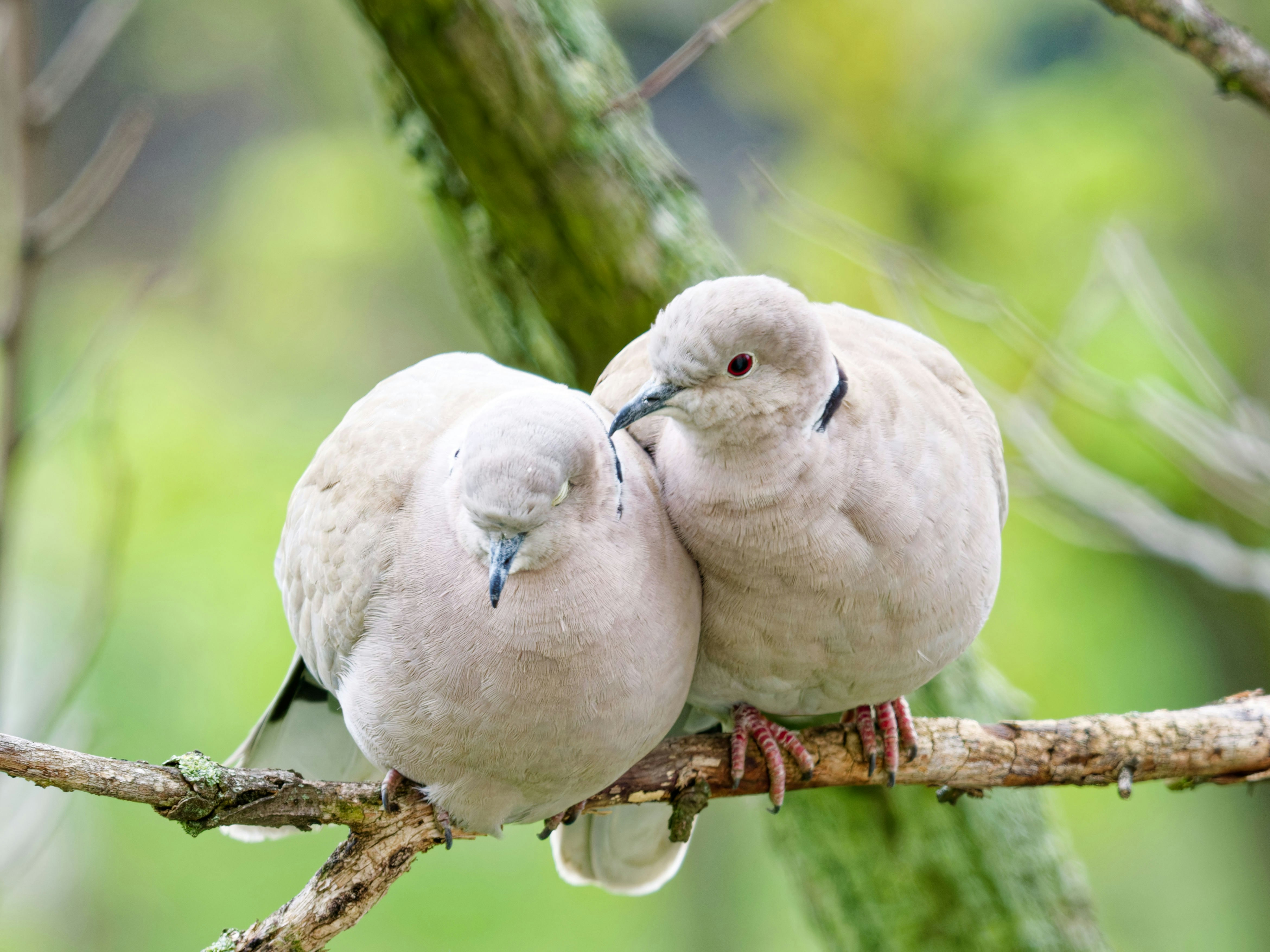 Dos palomas posadas juntas en una rama de árbol.