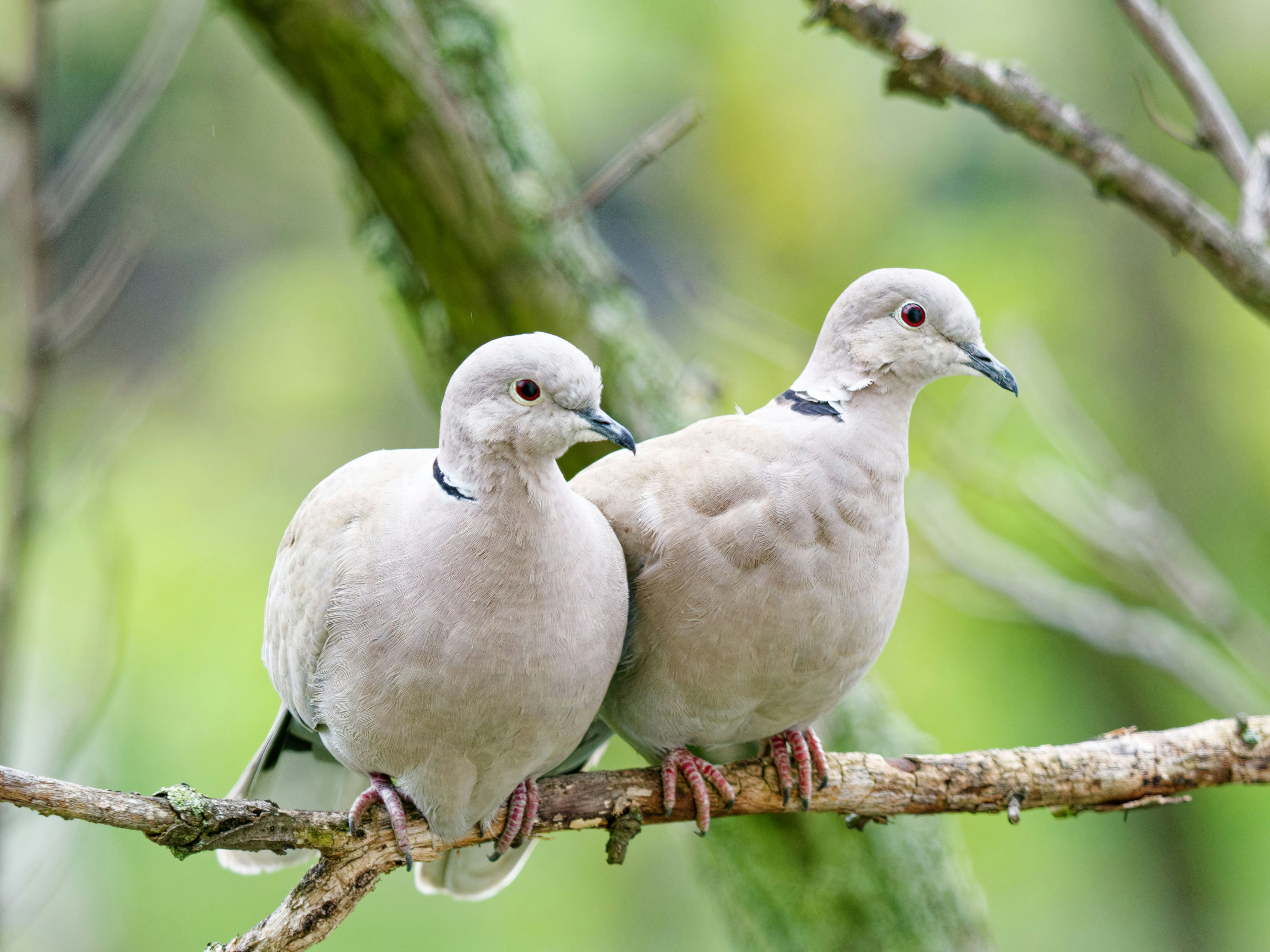 Dos palomas posadas en una rama de árbol