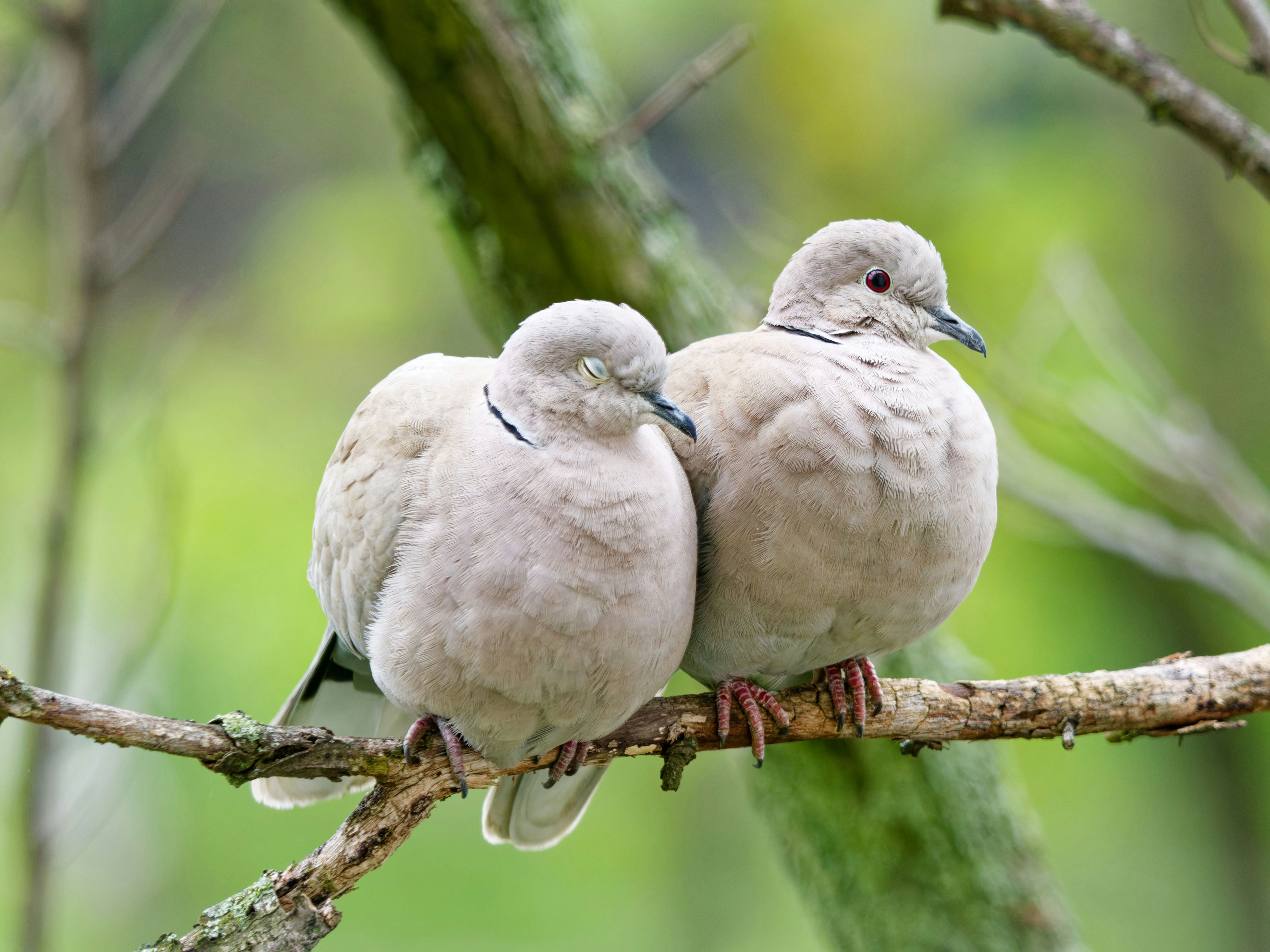 Dos palomas posadas en una rama de árbol.