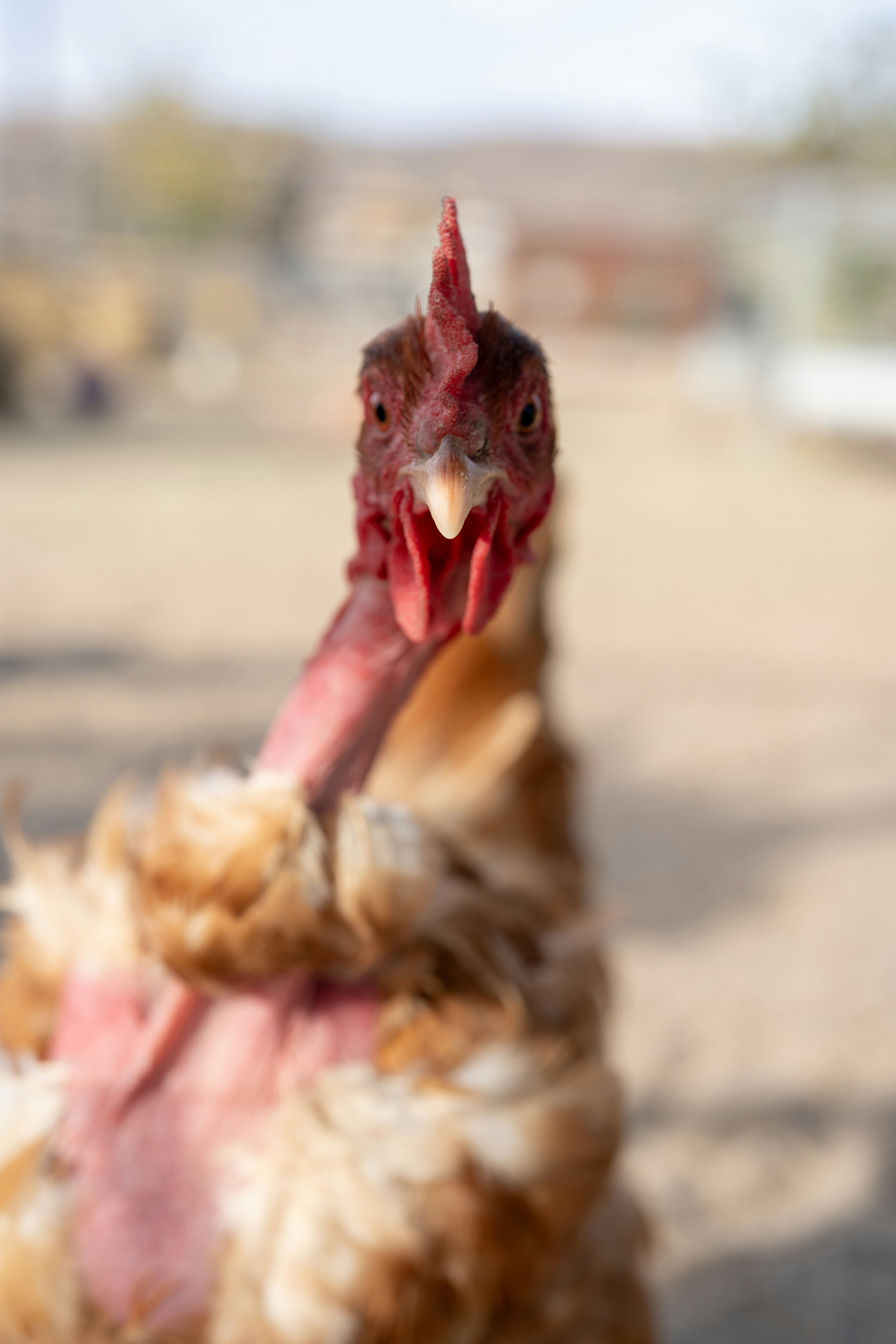 A close-up of a naked neck chicken facing the camera.