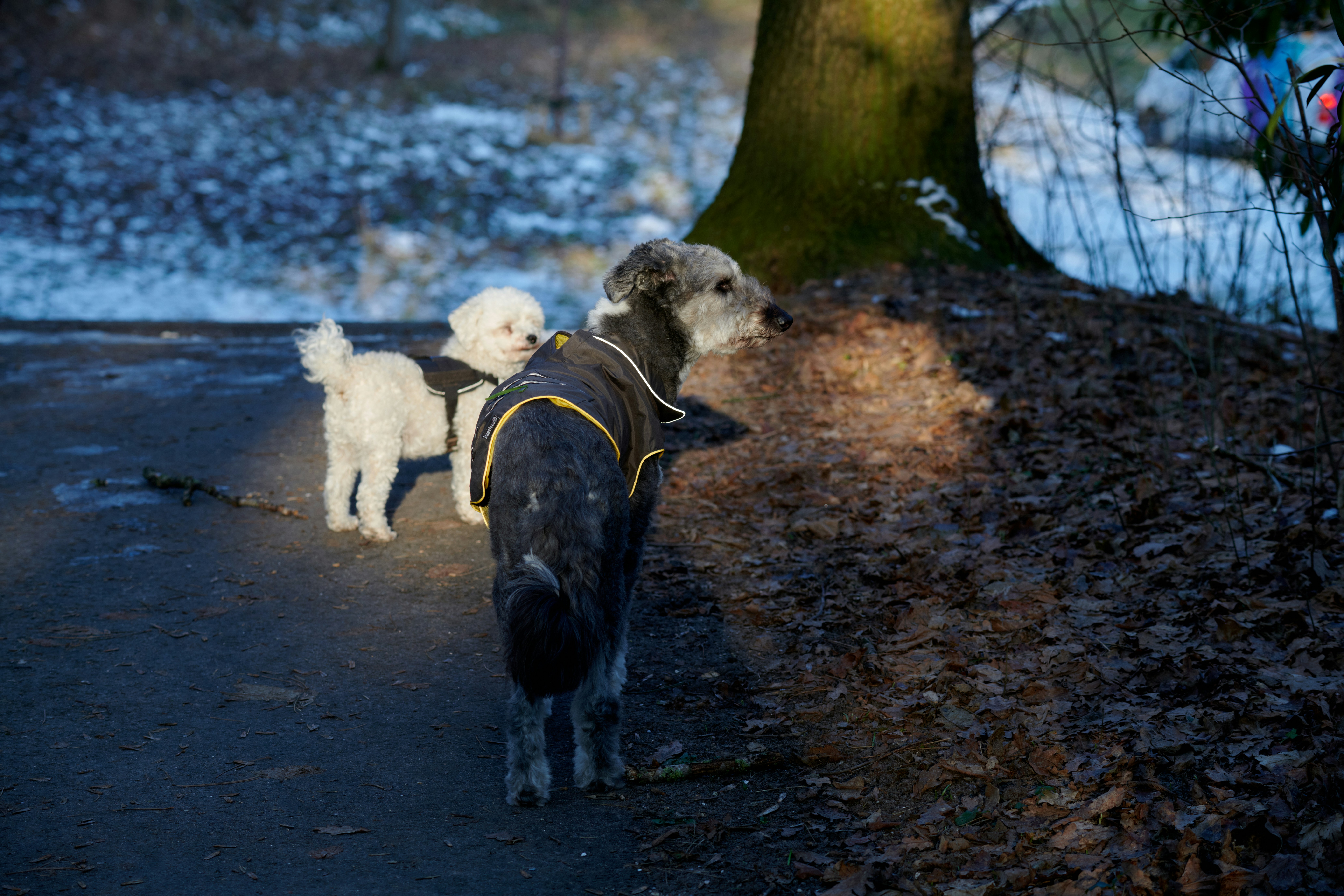Dois cães usando casacos em um parque