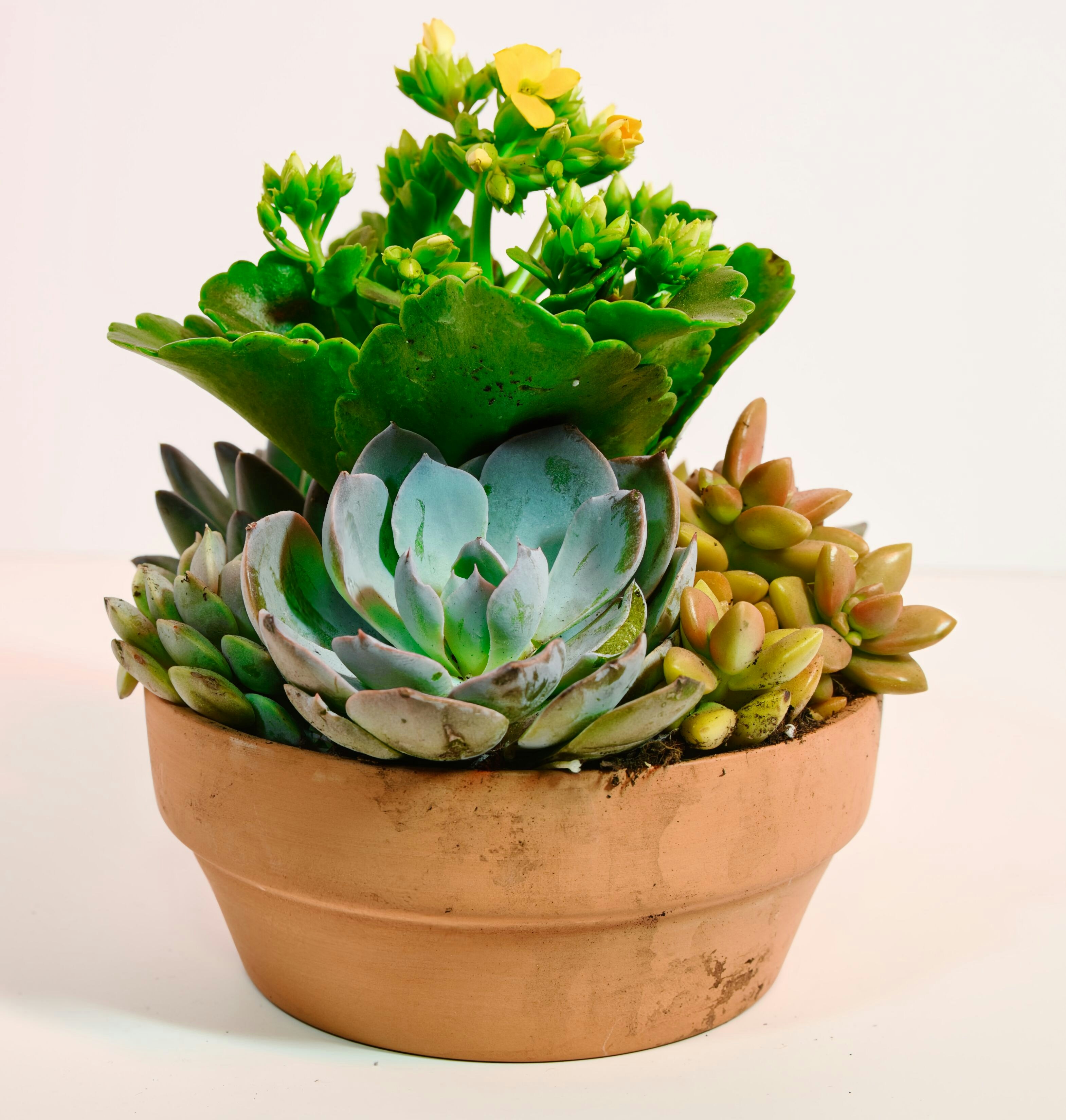 Un vaso di varie piante succulente e fiorite