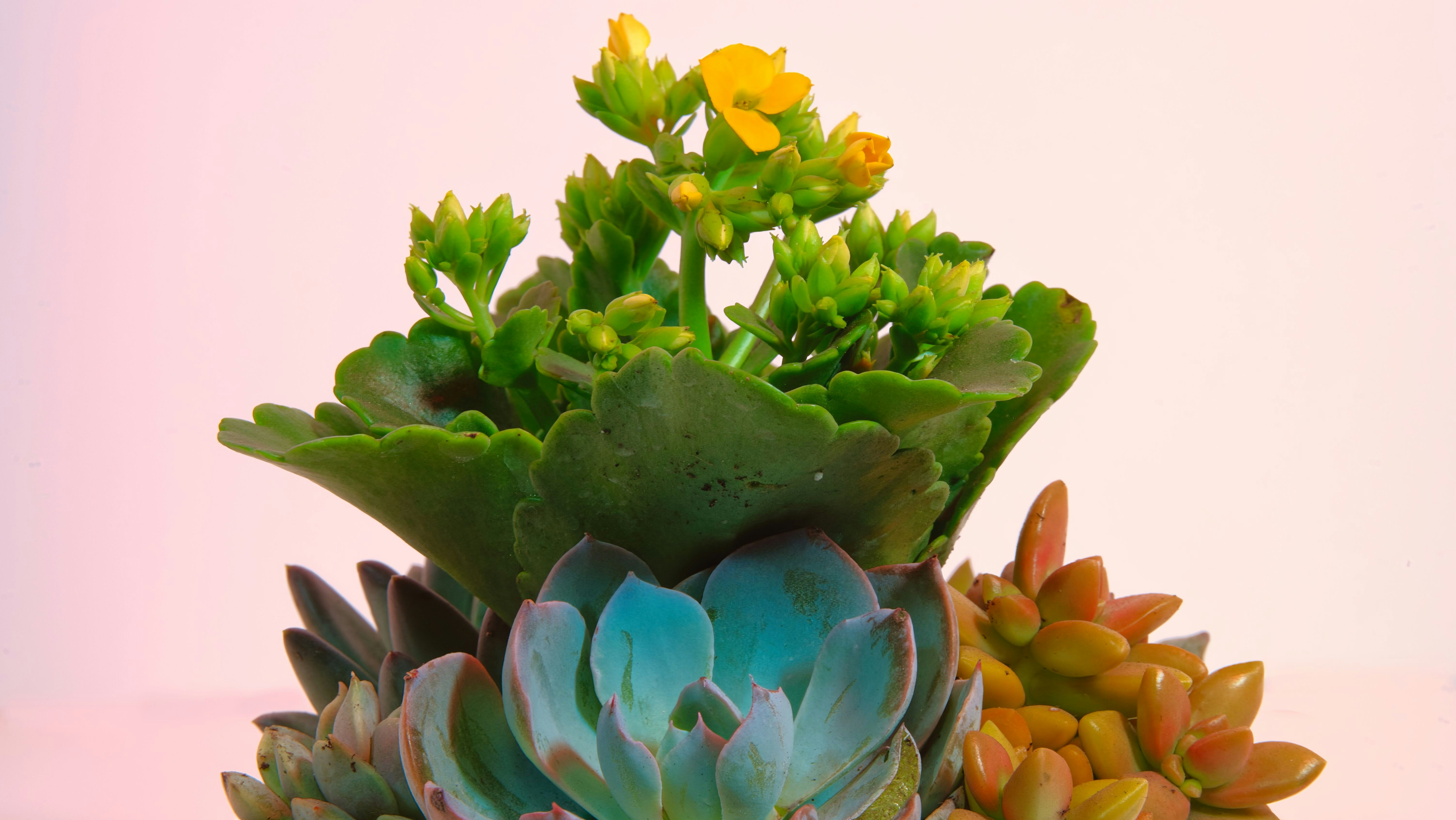 Un gruppo di suculente colorate con fiori gialli.