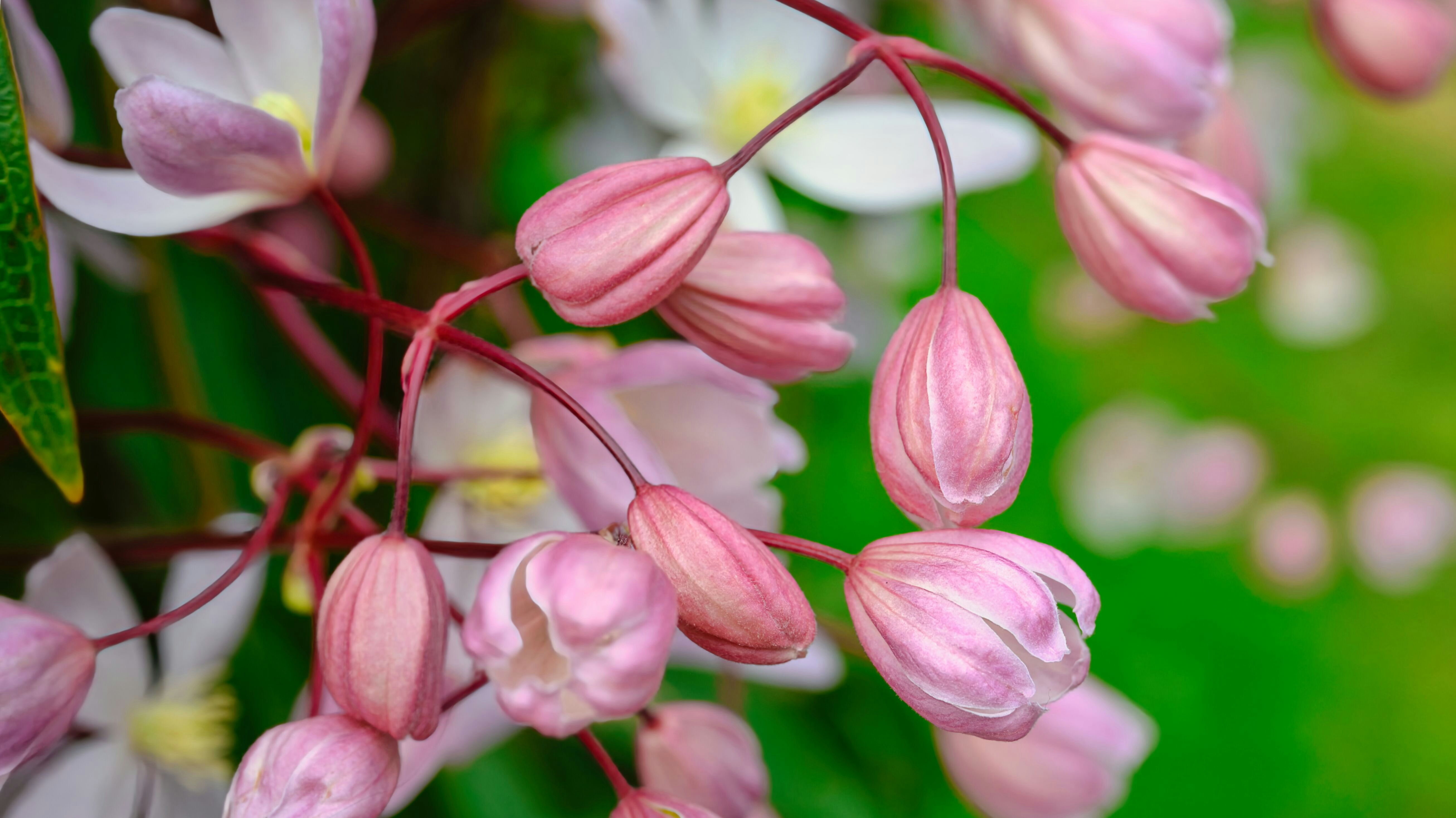Delicati boccioli rosa su una vite.