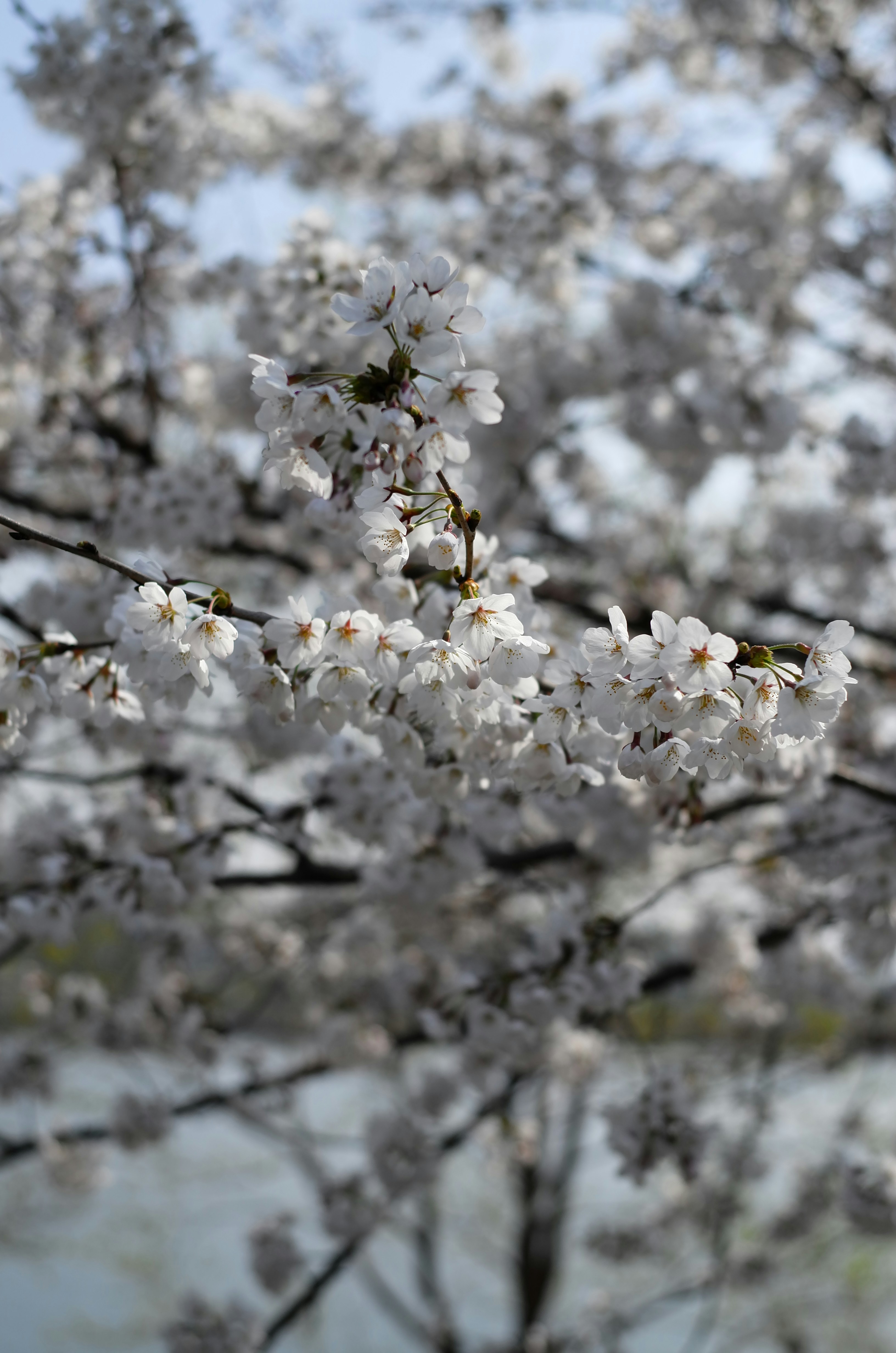 Photo by faintsam