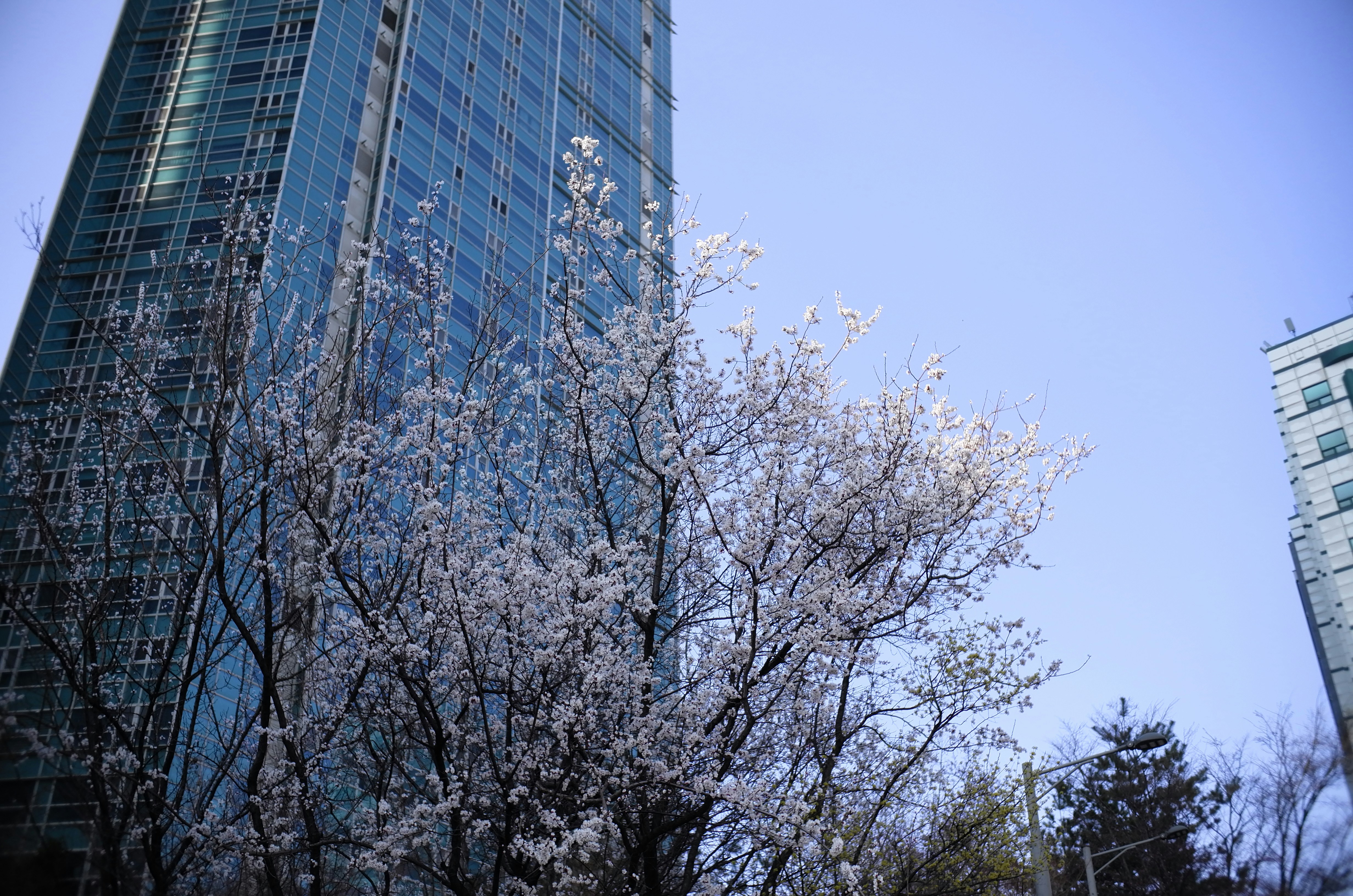 Cherry blossoms in front of a modern glass building.