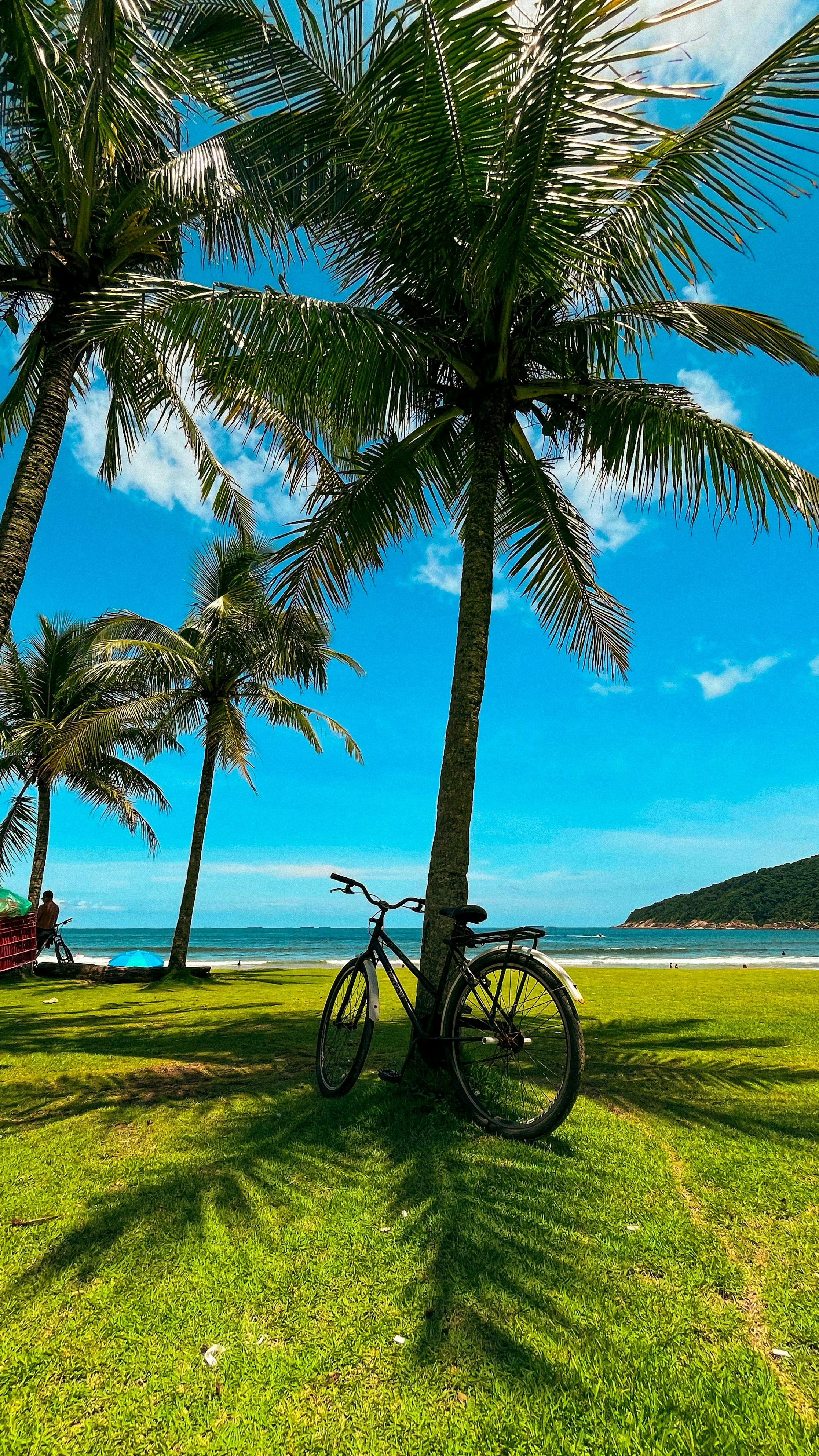 Bicycle leaning against a palm tree by the ocean.