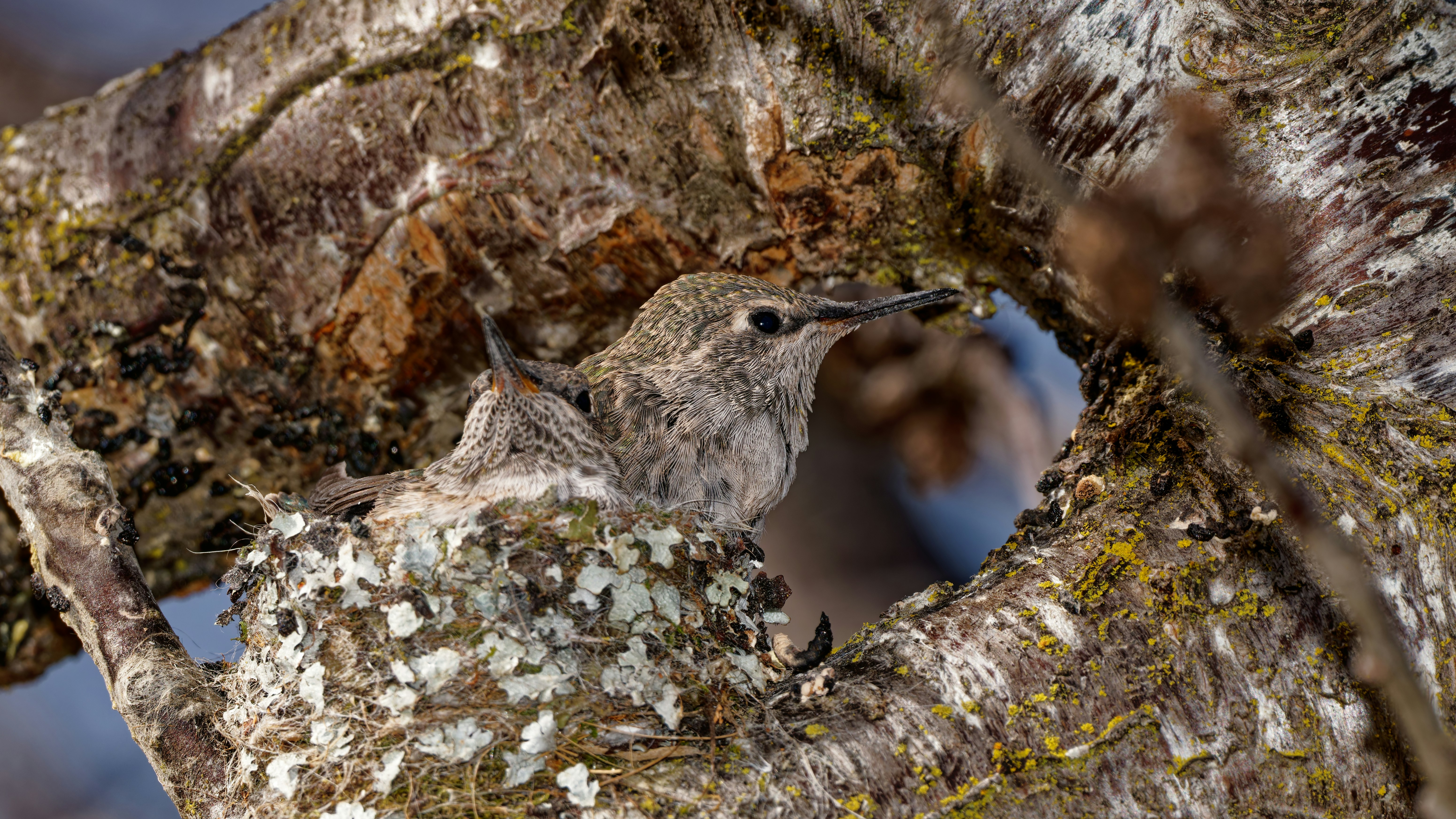 A small bird rests in a tree cavity. photo – Free Wildlife Image on ...