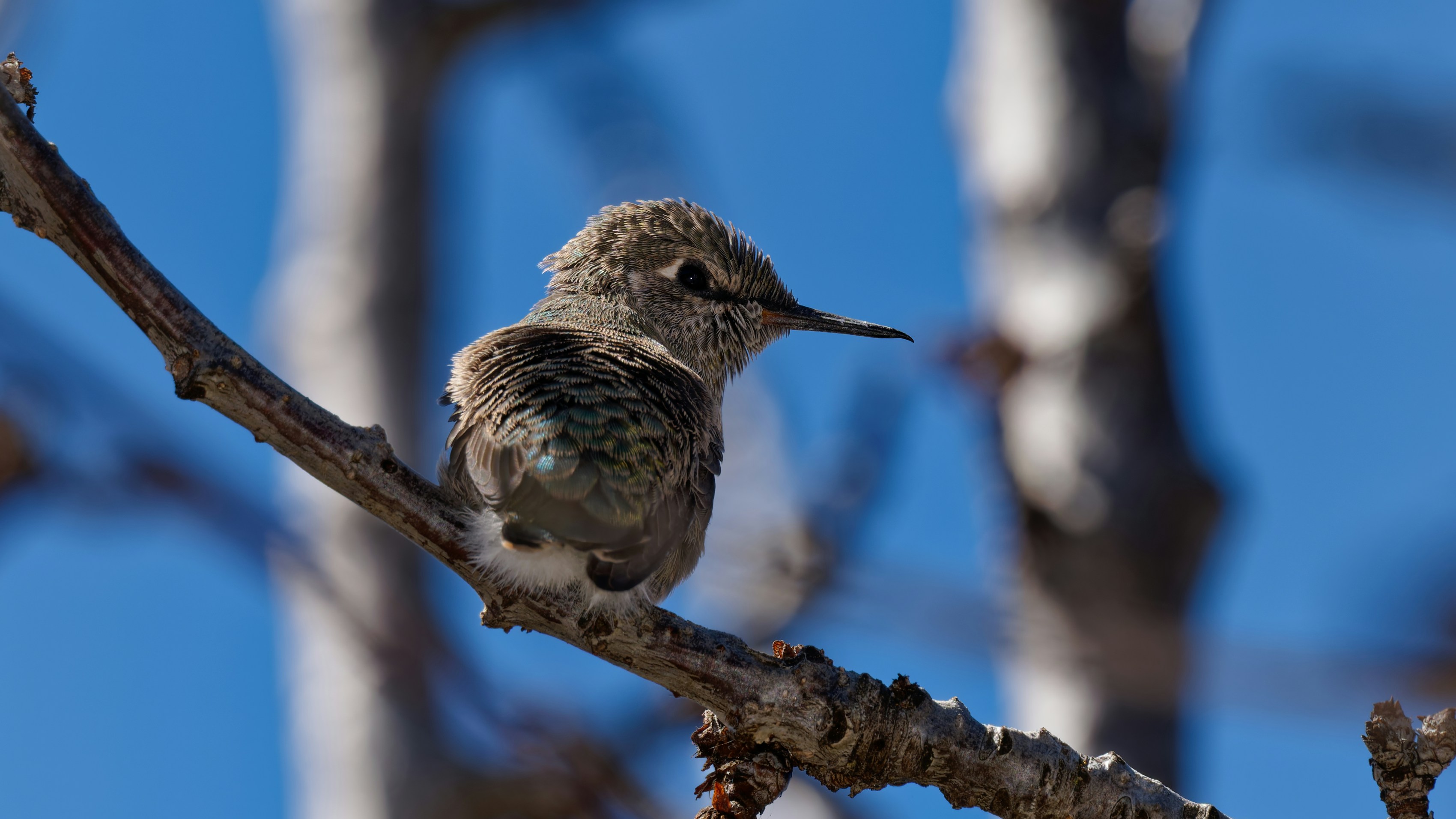 A small hummingbird perches on a bare tree branch