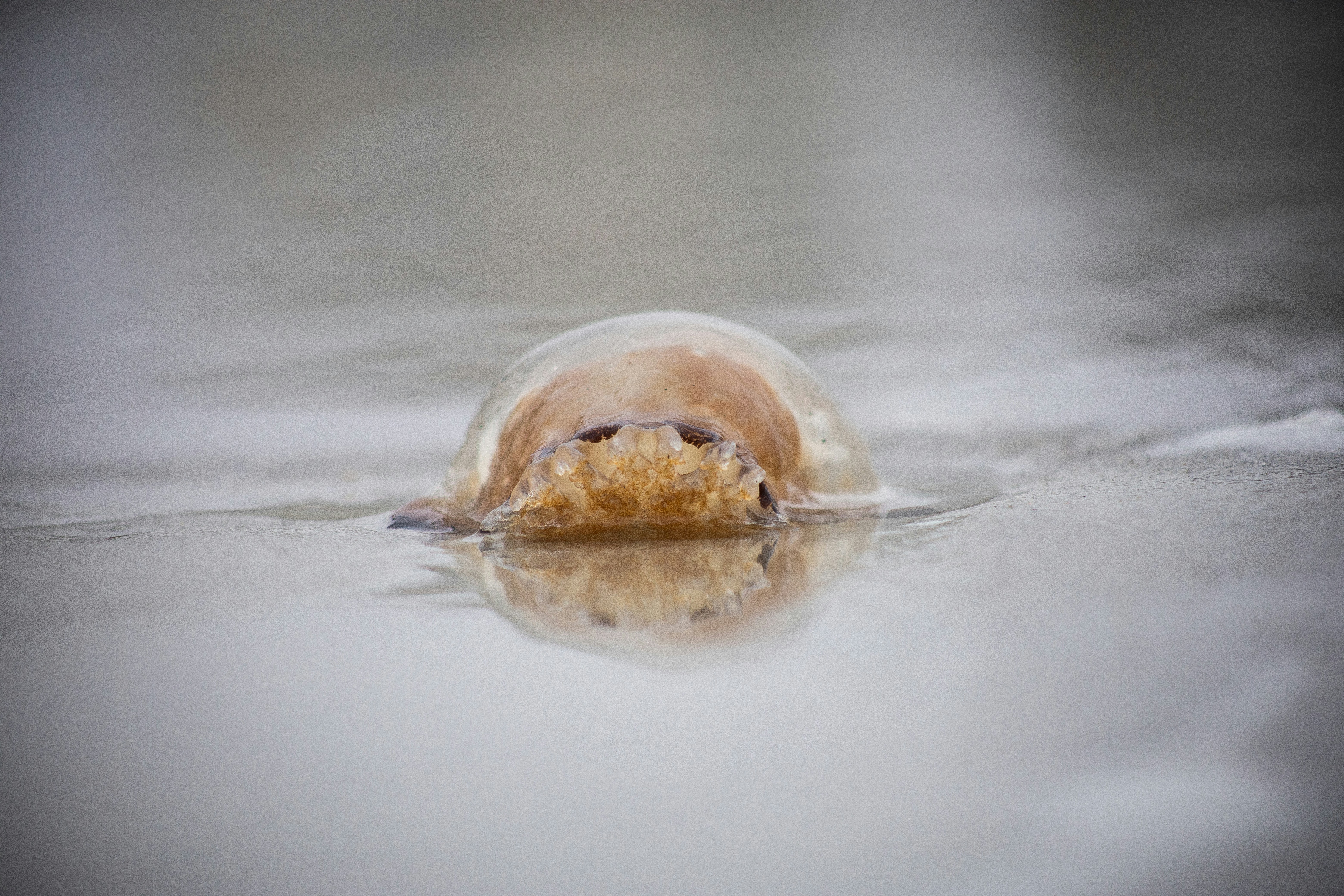 A jellyfish washes ashore on a sandy beach.
